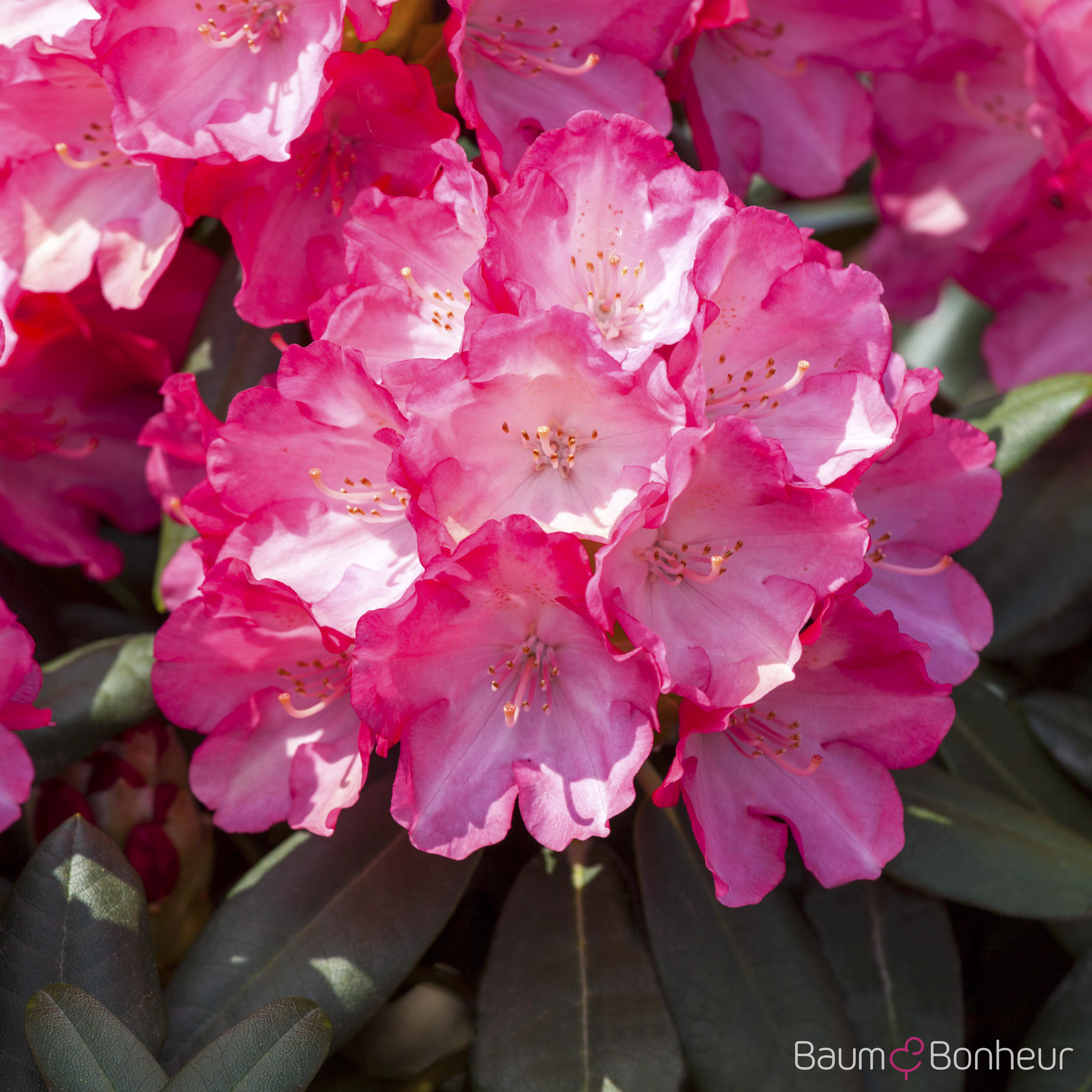 Rhododendron yakushimanum 'Fantastica'