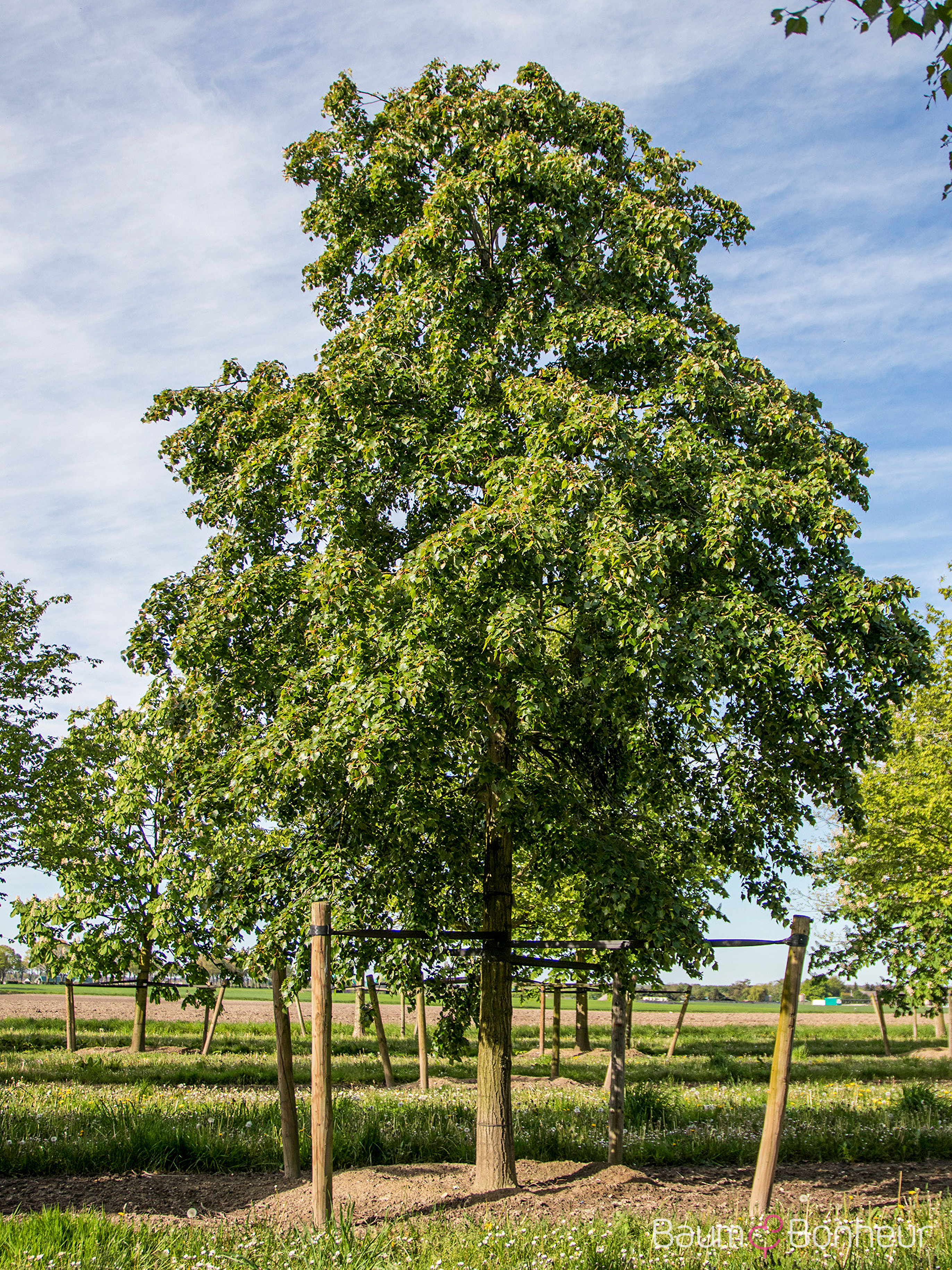 Tilia mongolica