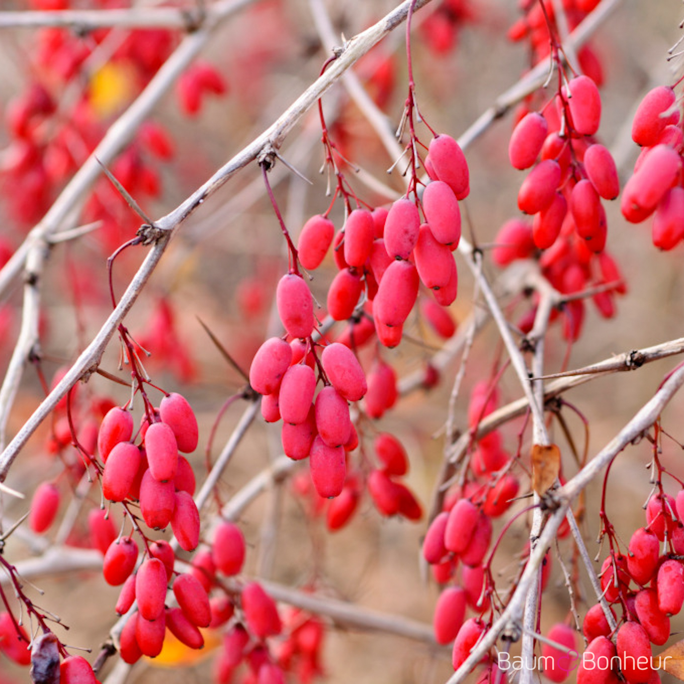Berberis vulgaris