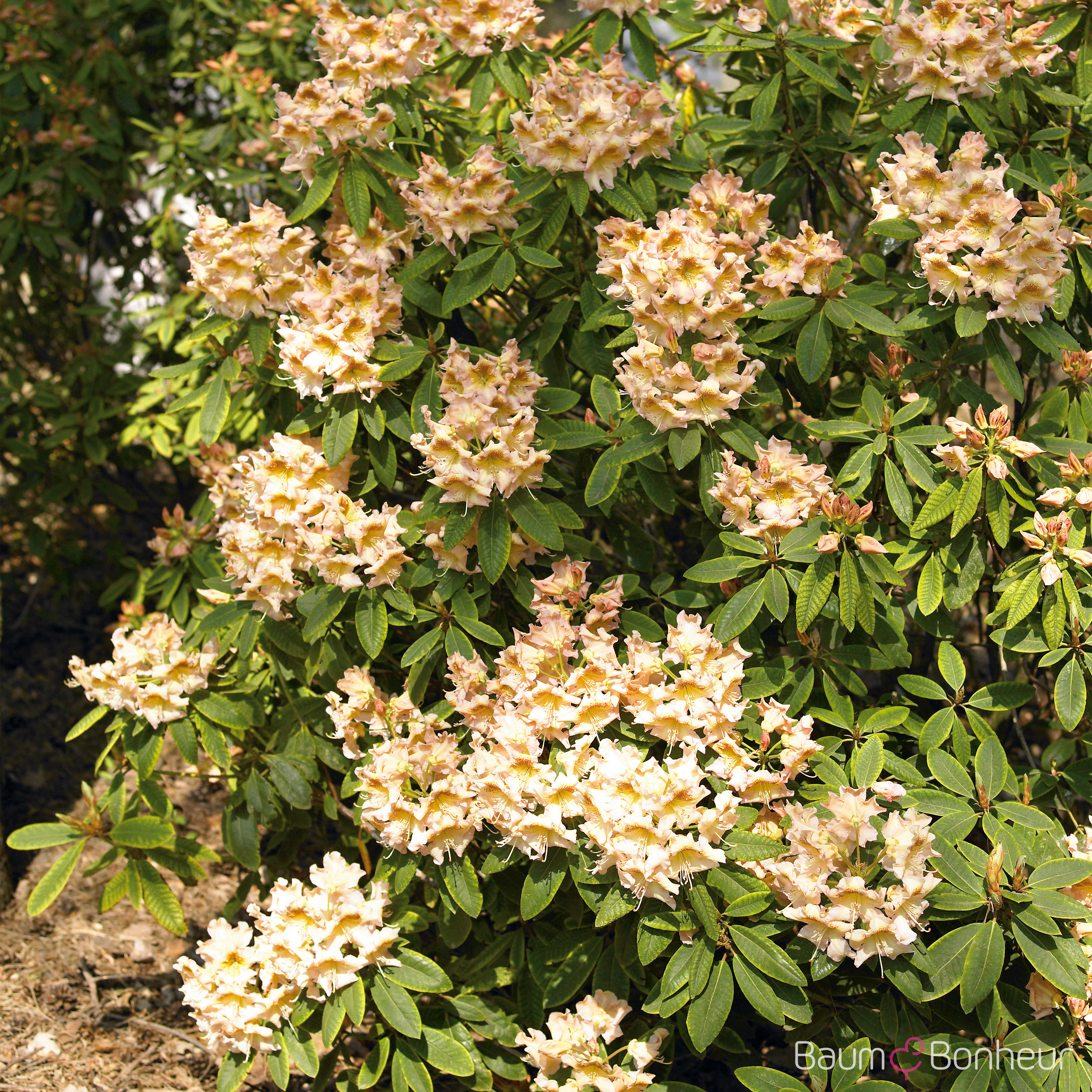 Rhododendron 'Bernstein'