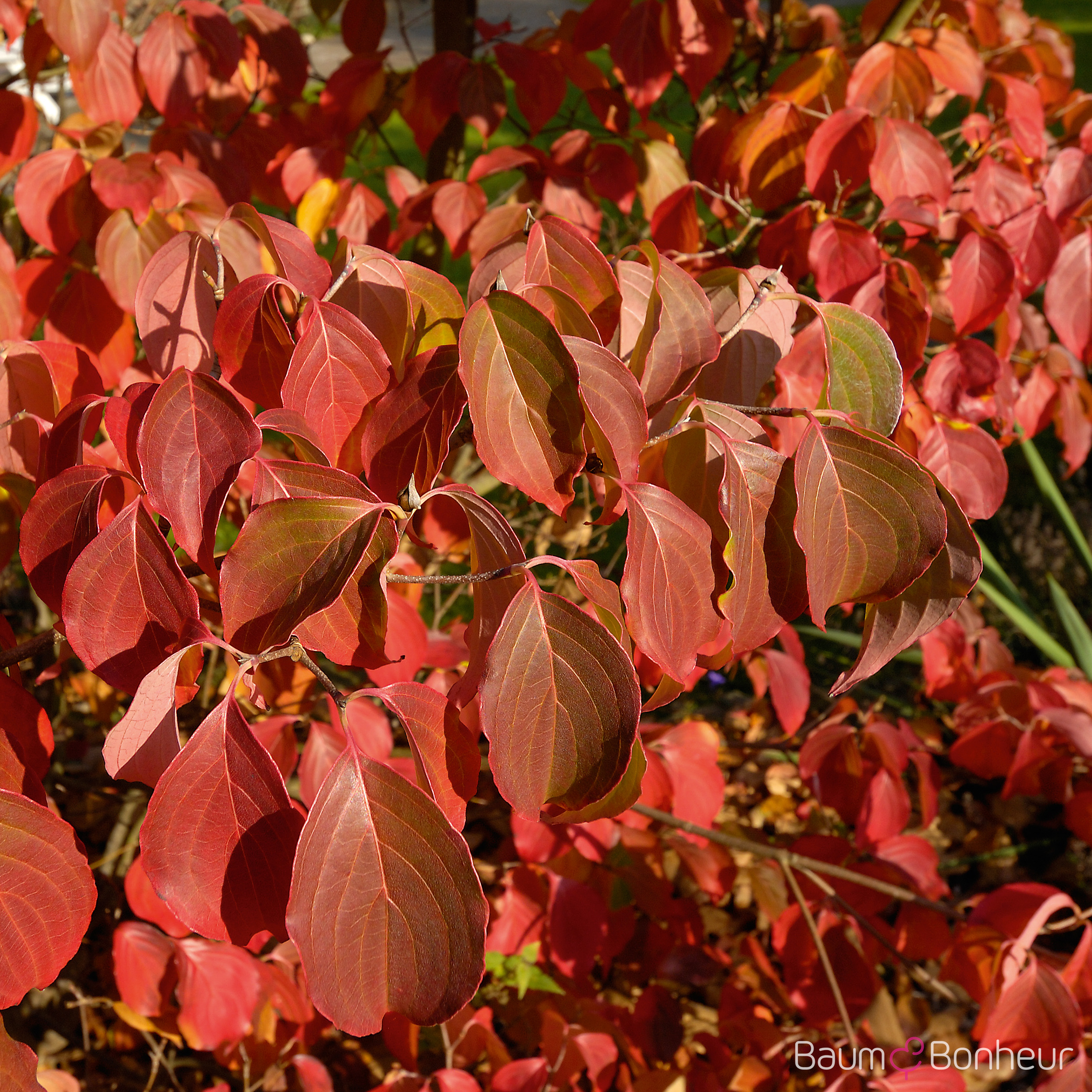 Cornus kousa var. chinensis