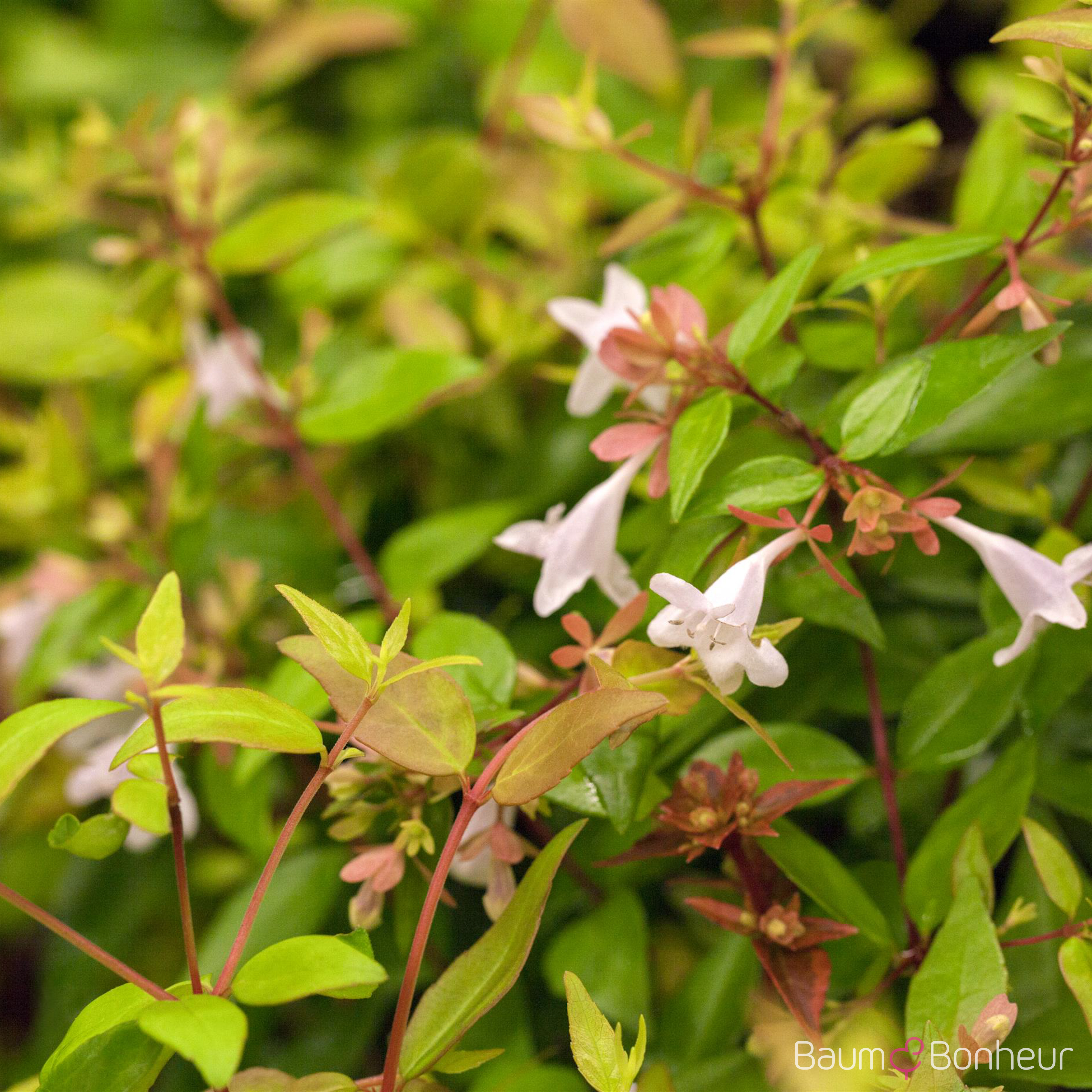Abelia grandiflora