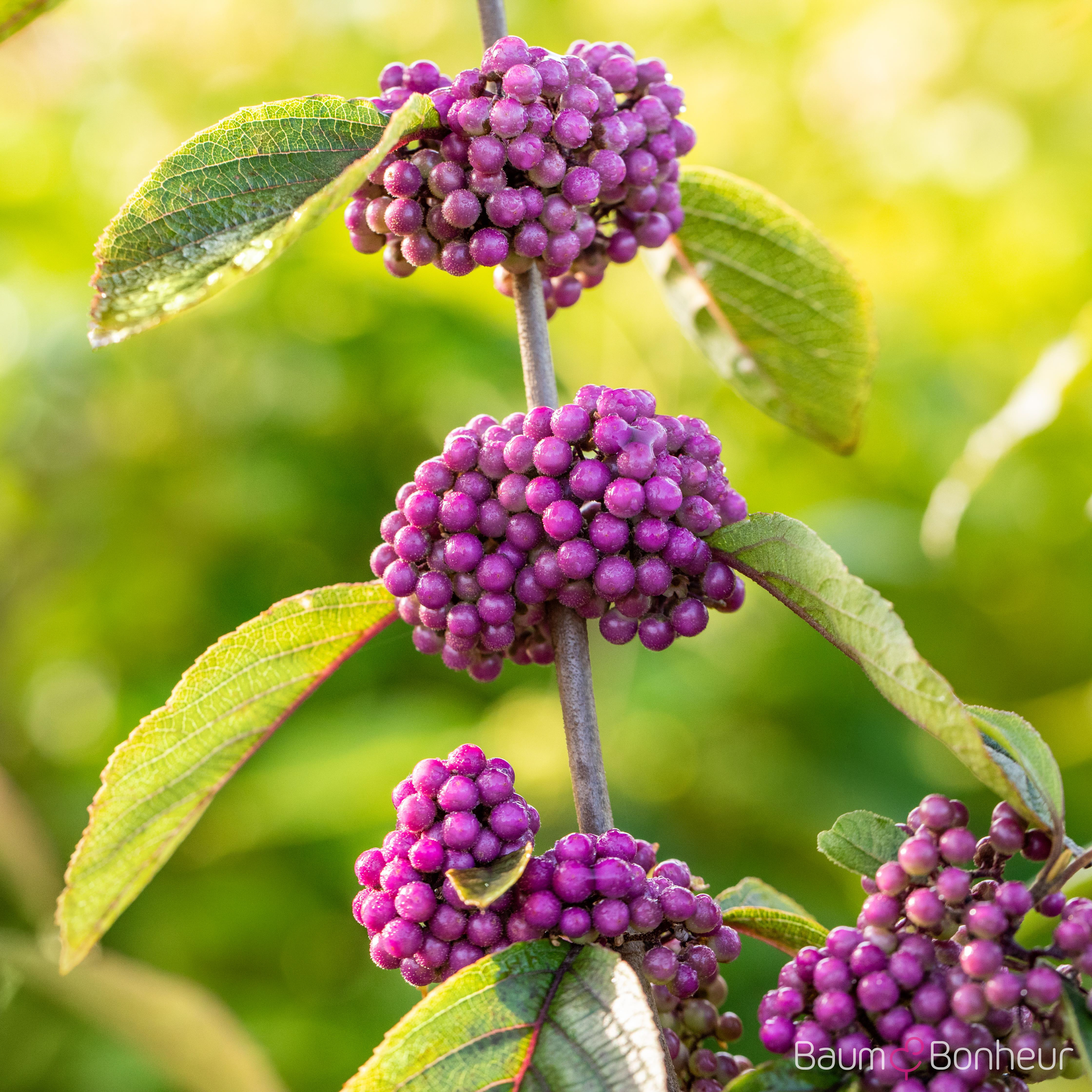 Callicarpa bodinieri 'Profusion'