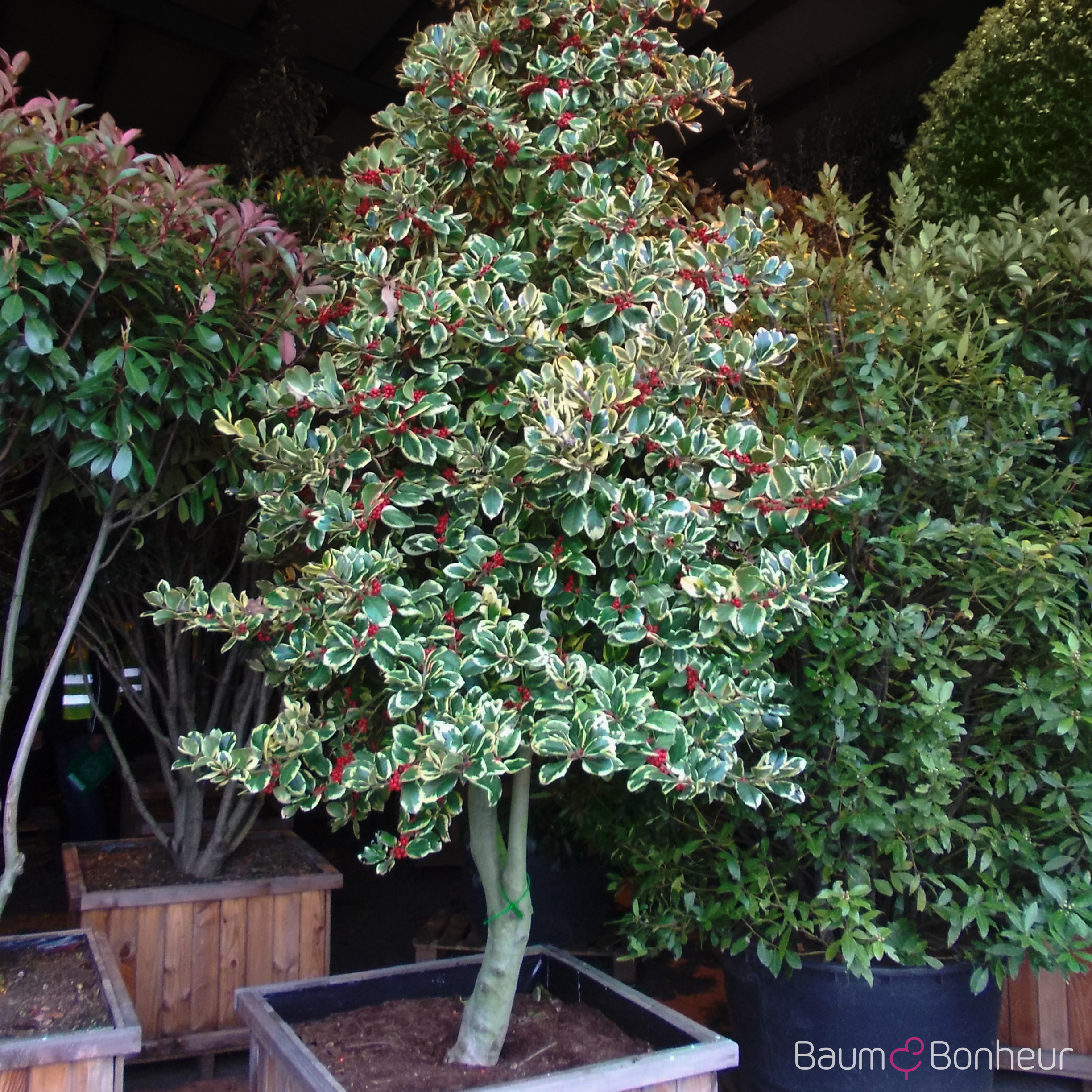 Ilex altaclerensis 'Golden King'
