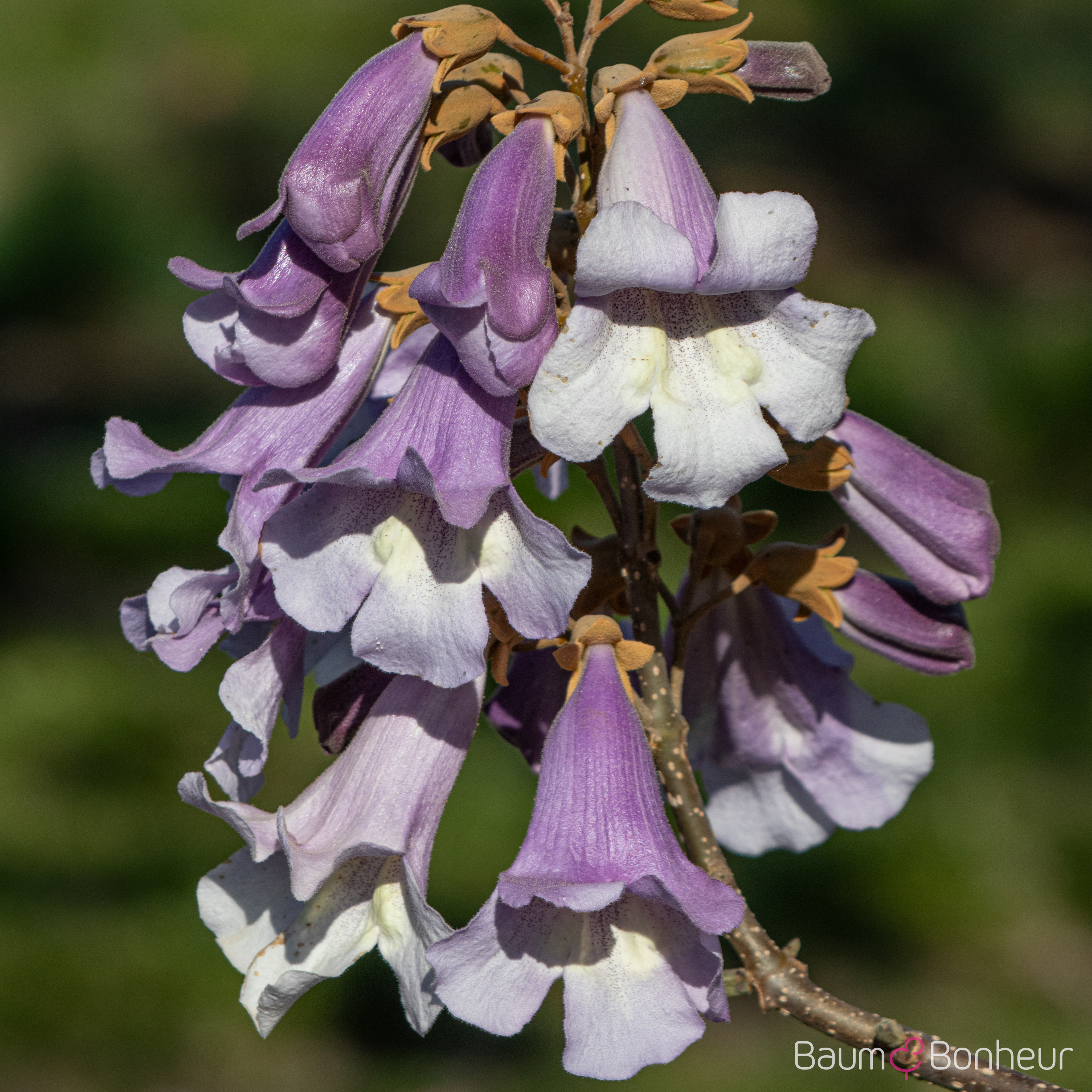 Paulownia tomentosa