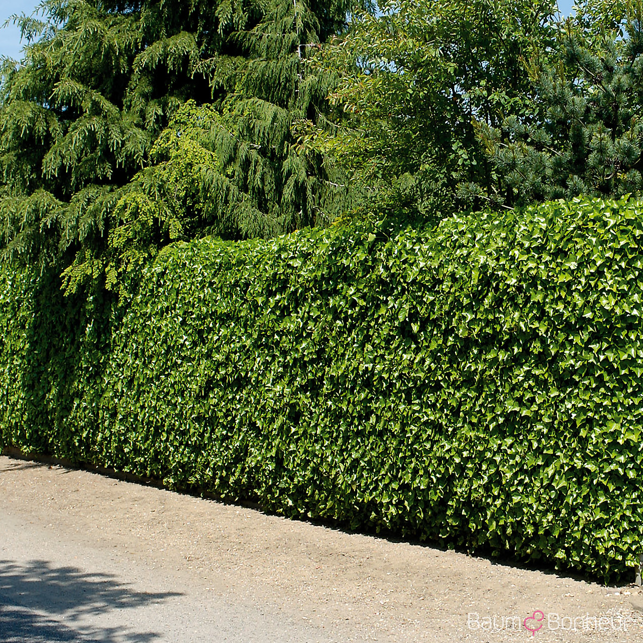 Hedera helix var. hibernica