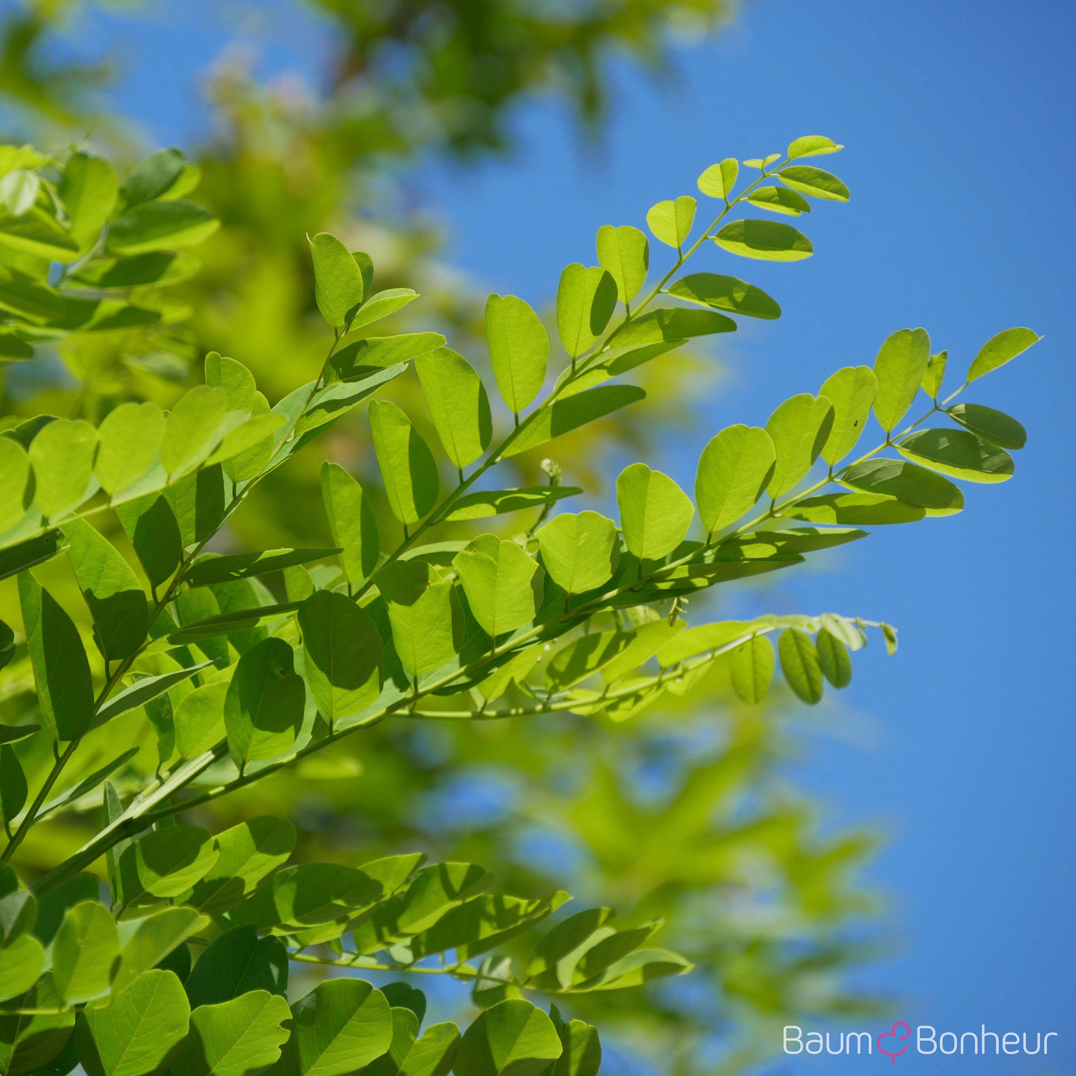 Robinia pseudoacacia 'Bessoniana'