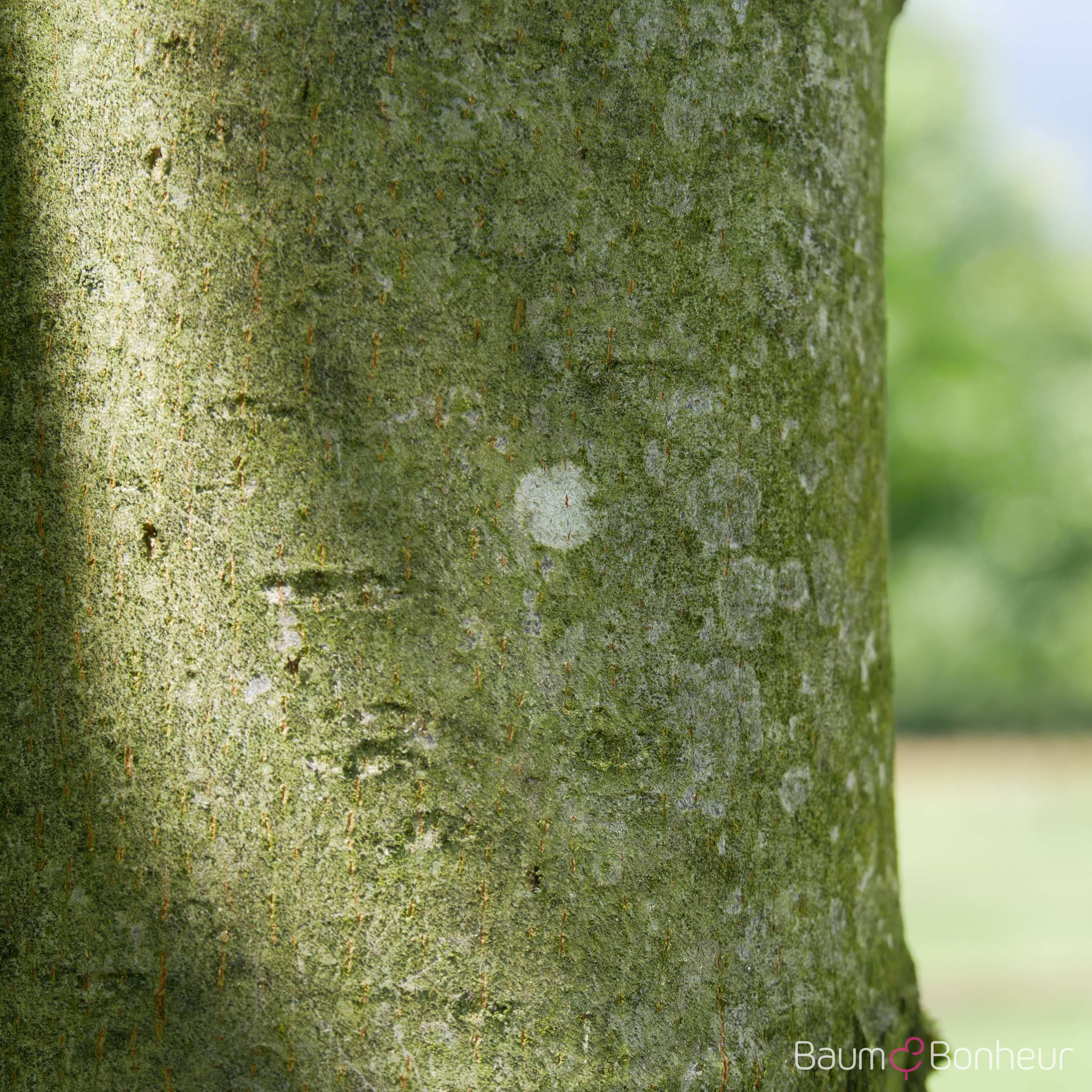 Tilia tomentosa 'Szeleste'