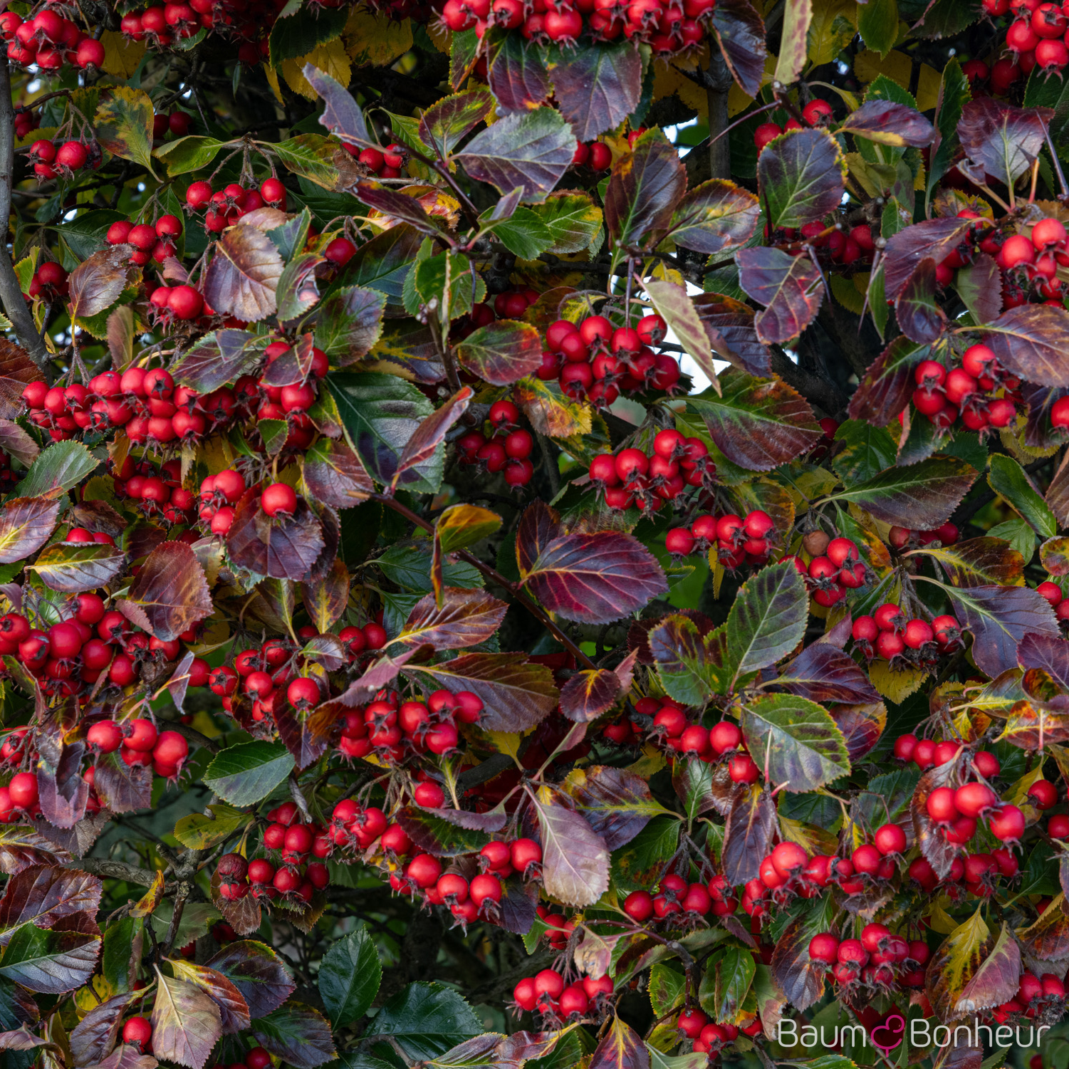 Crataegus crus-galli