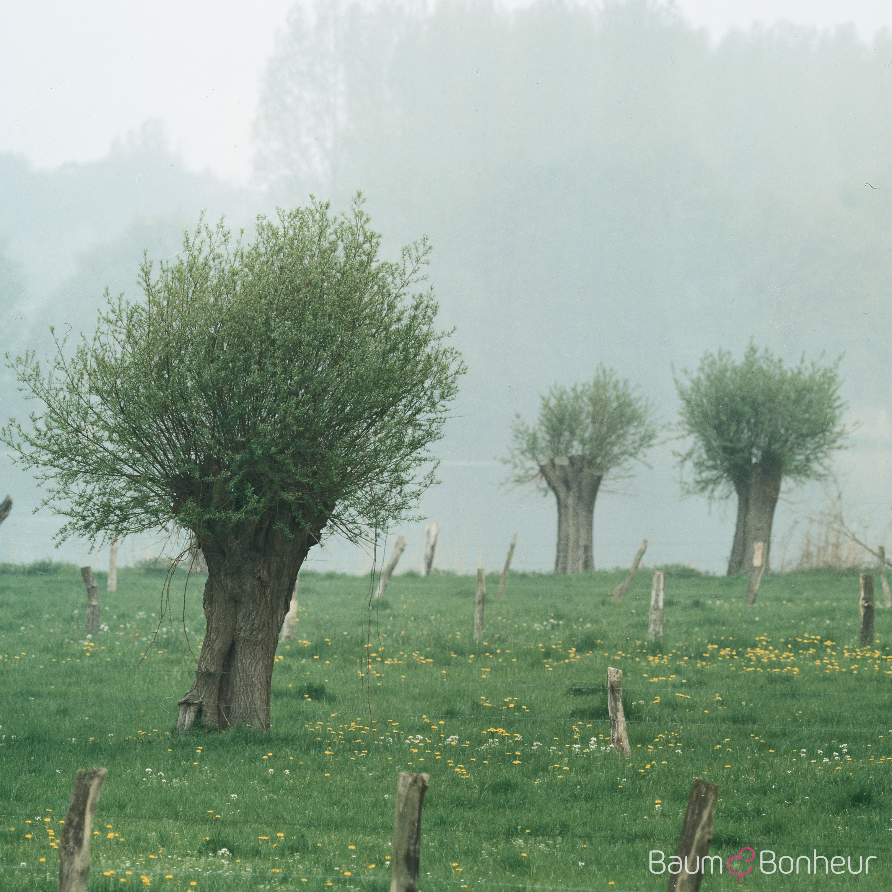 Salix alba