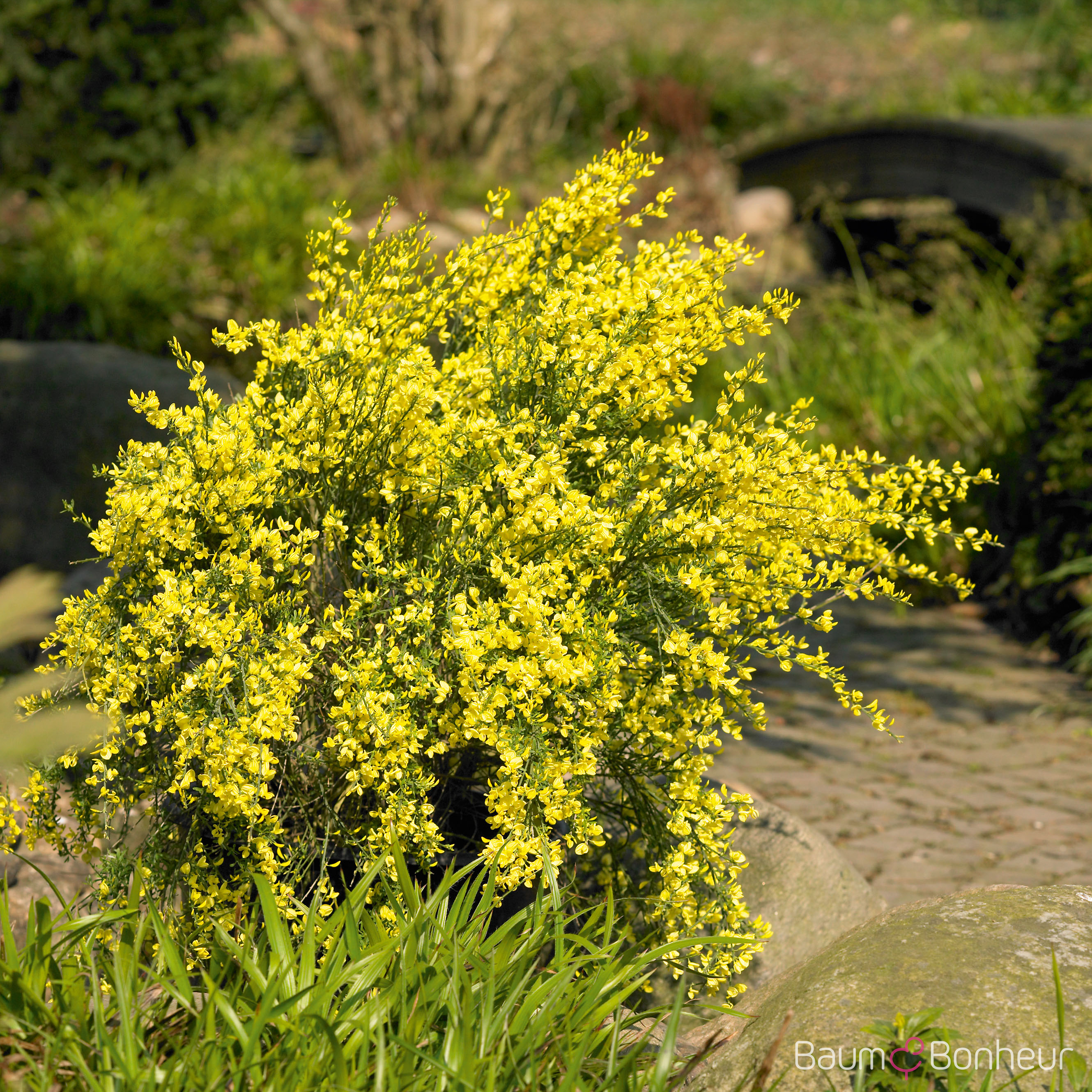Cytisus praecox 'Allgold'