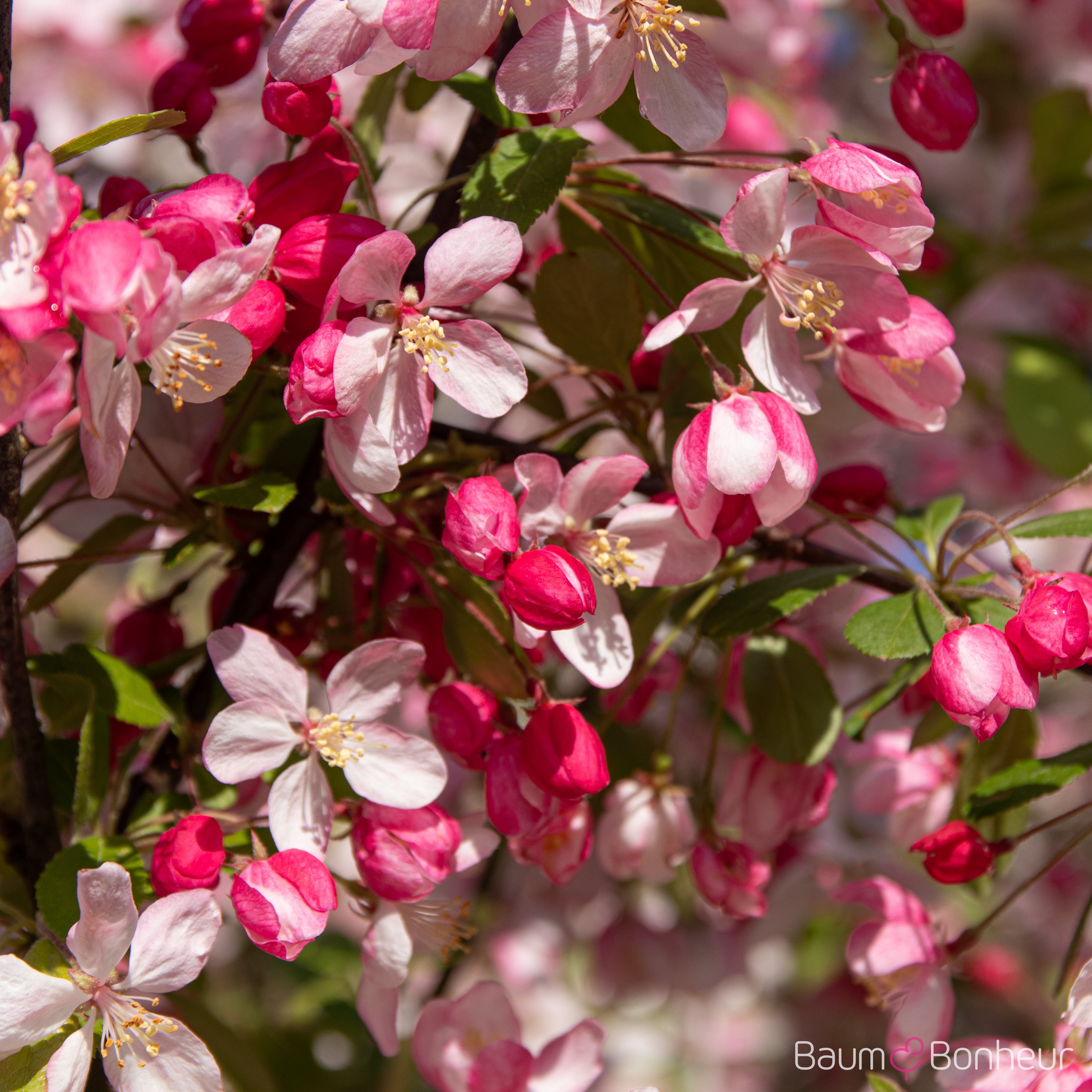 Malus floribunda
