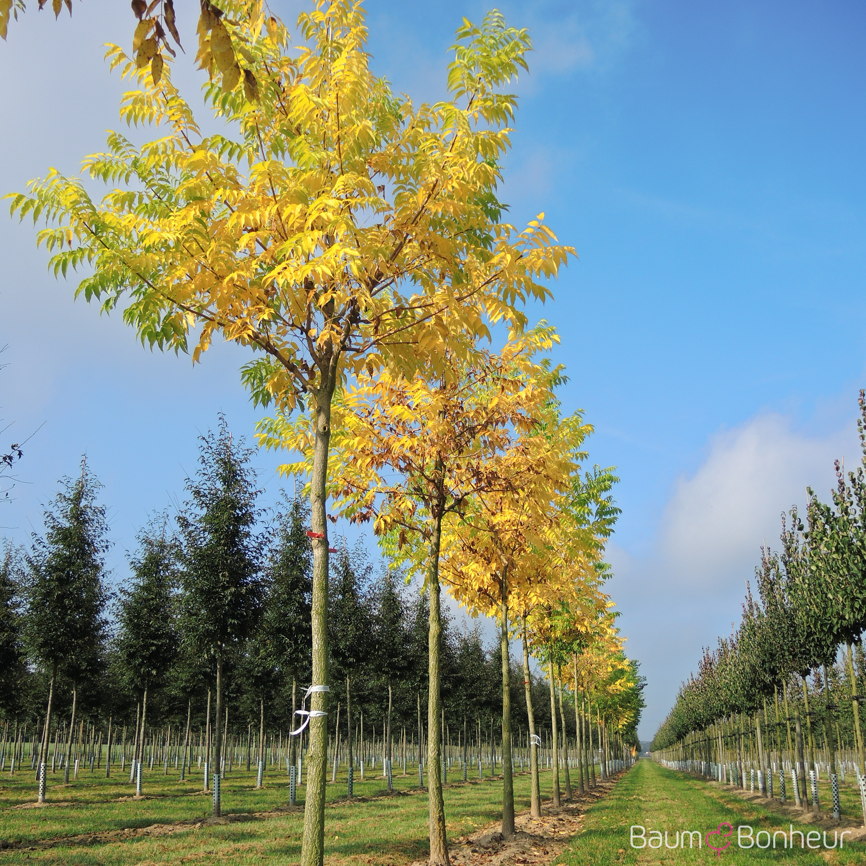 Phellodendron amurense