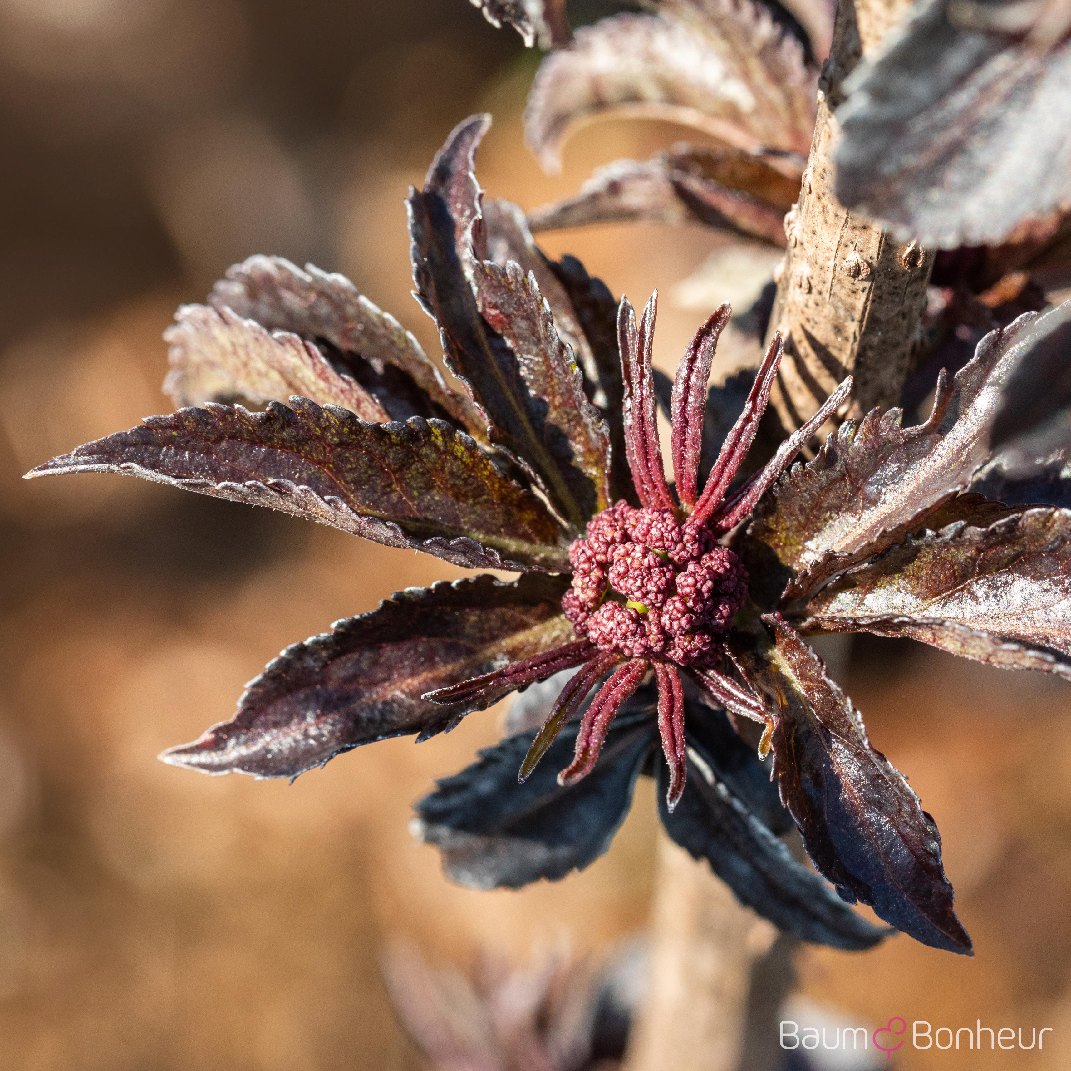 Sambucus nigra 'Black Tower' -R-