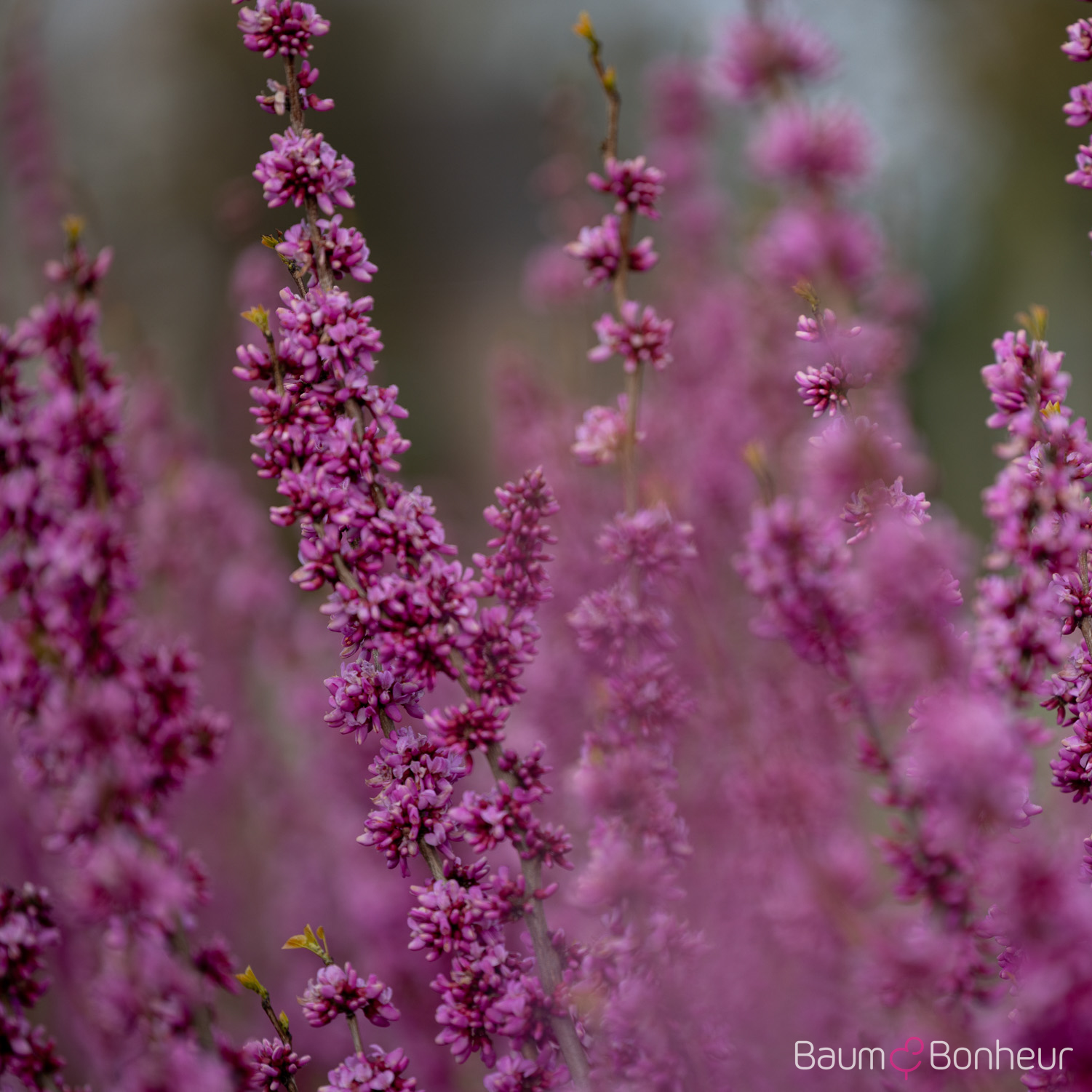 Cercis chinensis 'Avondale'