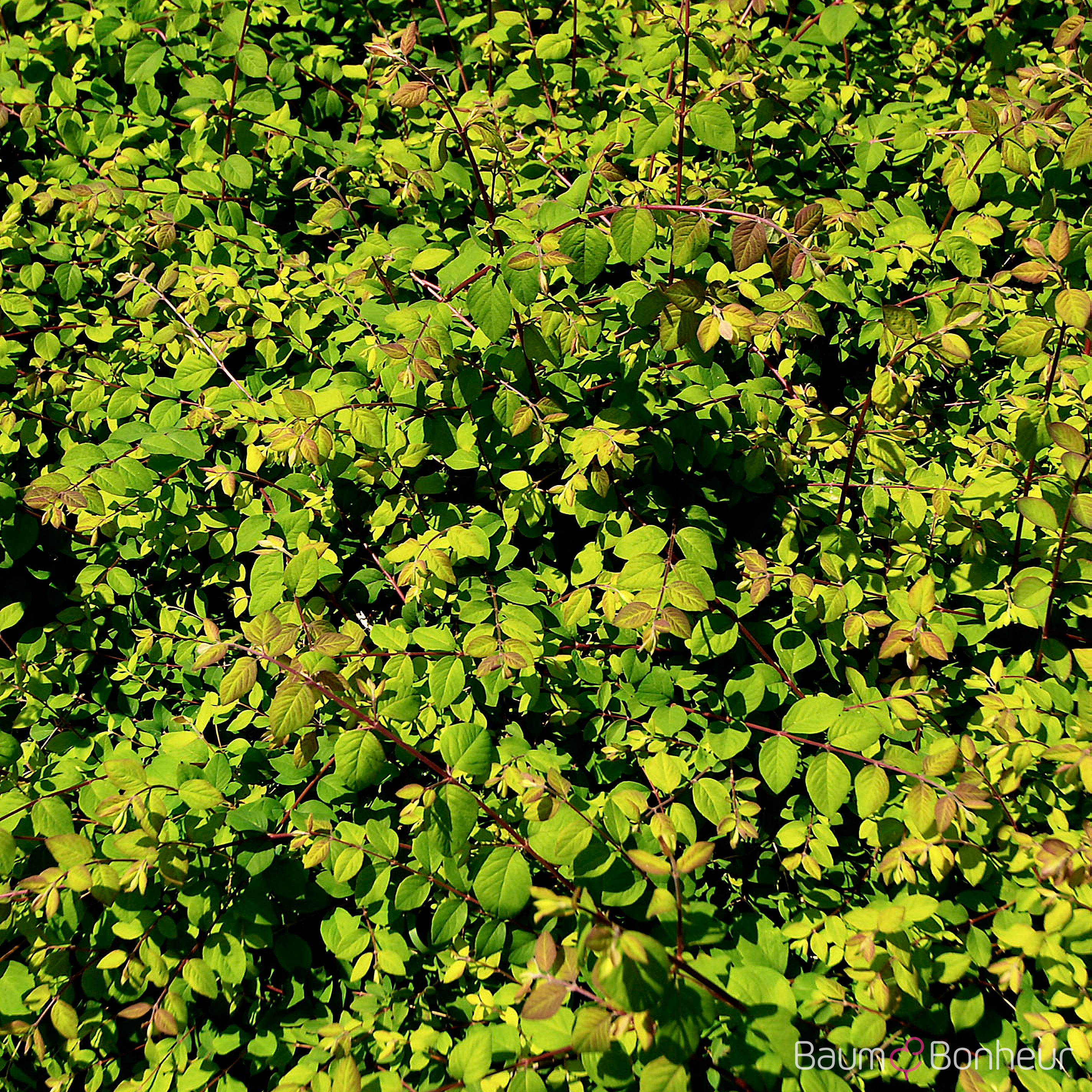 Symphoricarpos x chenaultii 'Hancock'