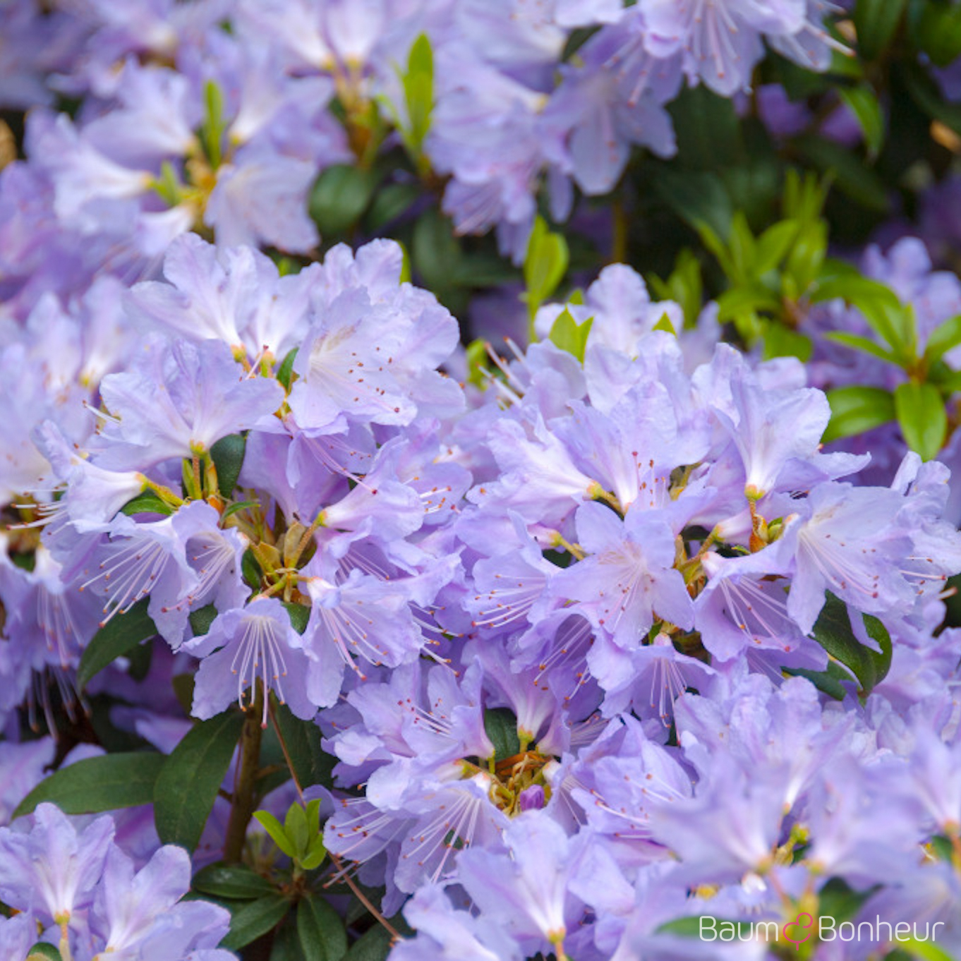 Rhododendron impeditum 'Blue Tit Magor'