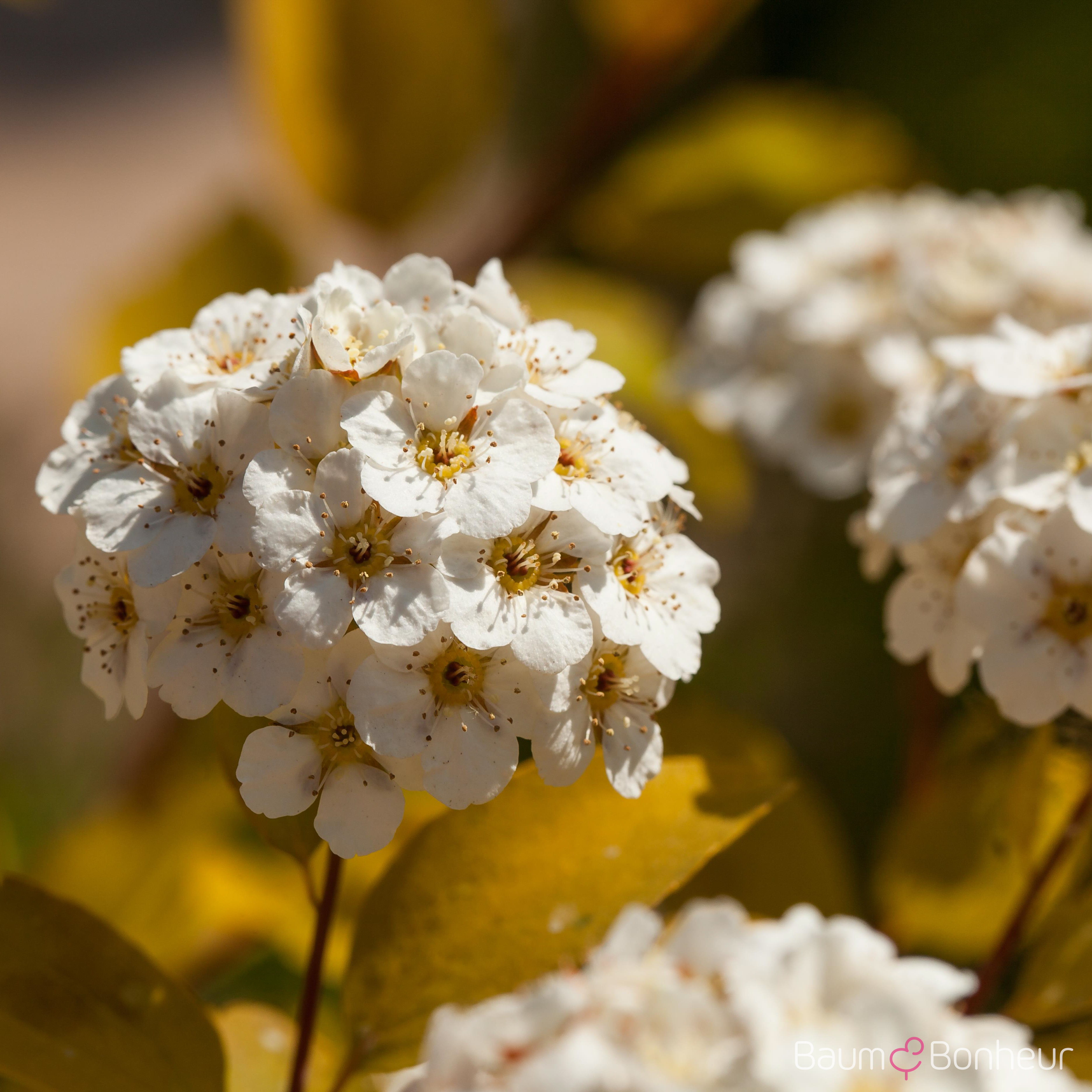 Spiraea x vanhouttei