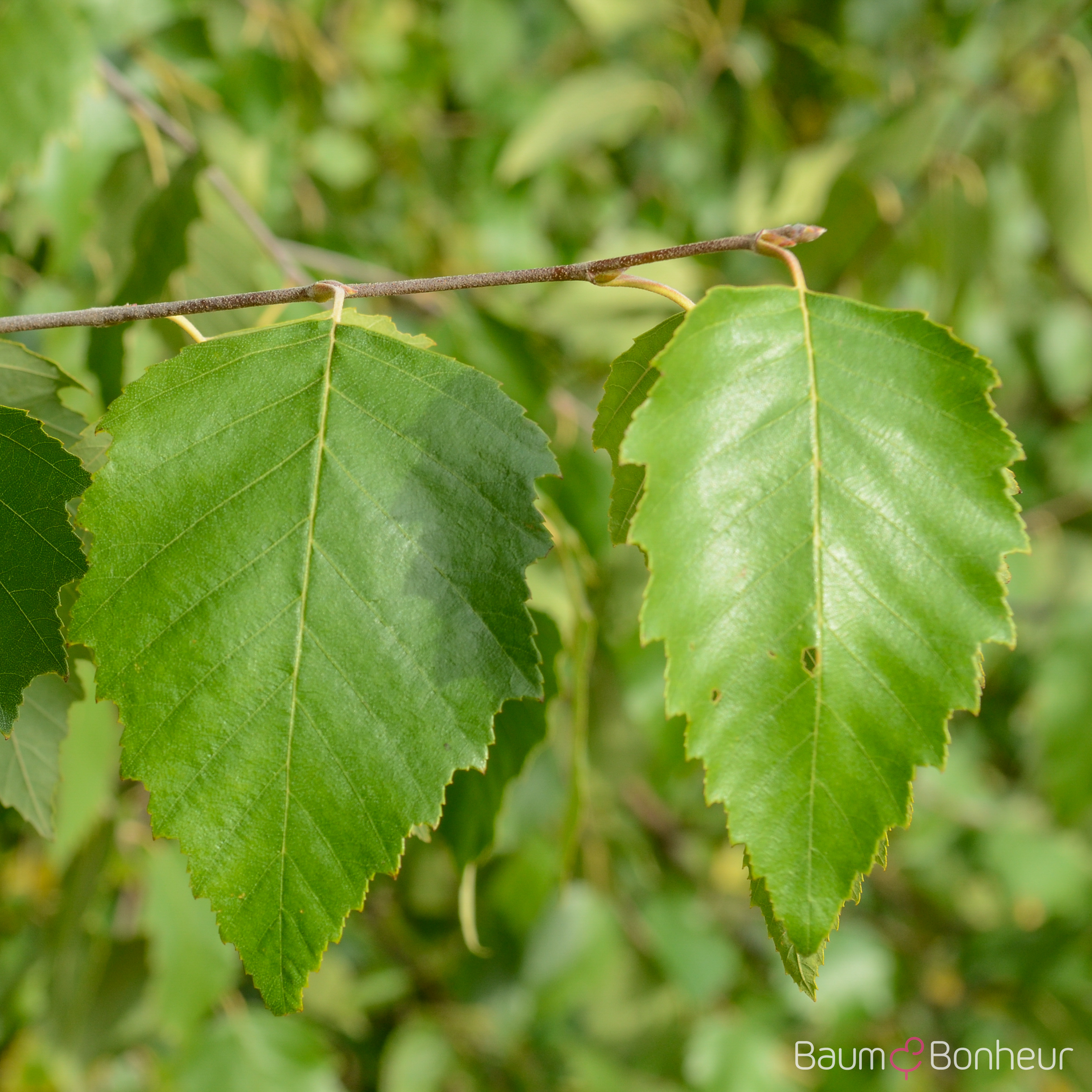 Betula nigra 'Heritage'