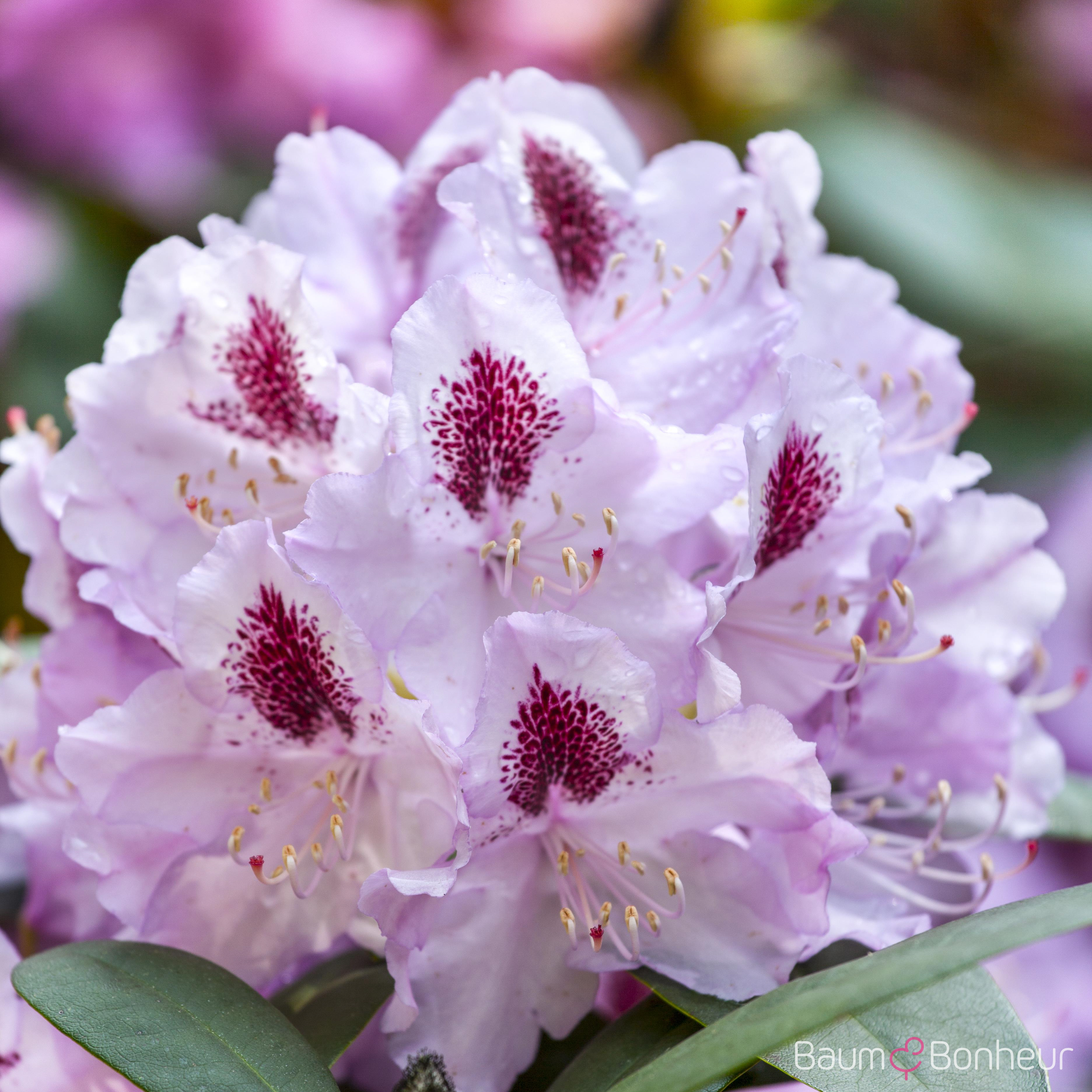 Rhododendron 'Humboldt'