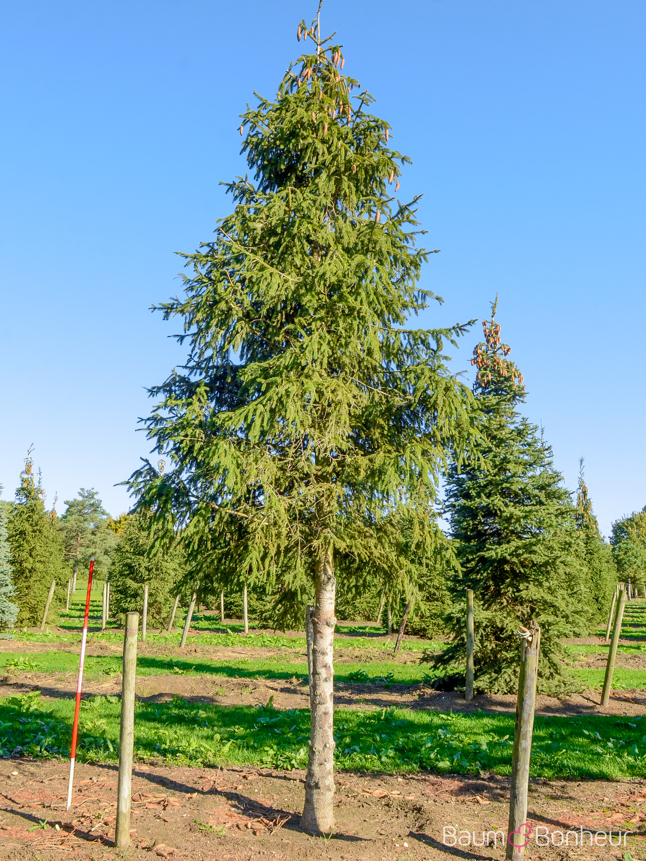 Picea abies