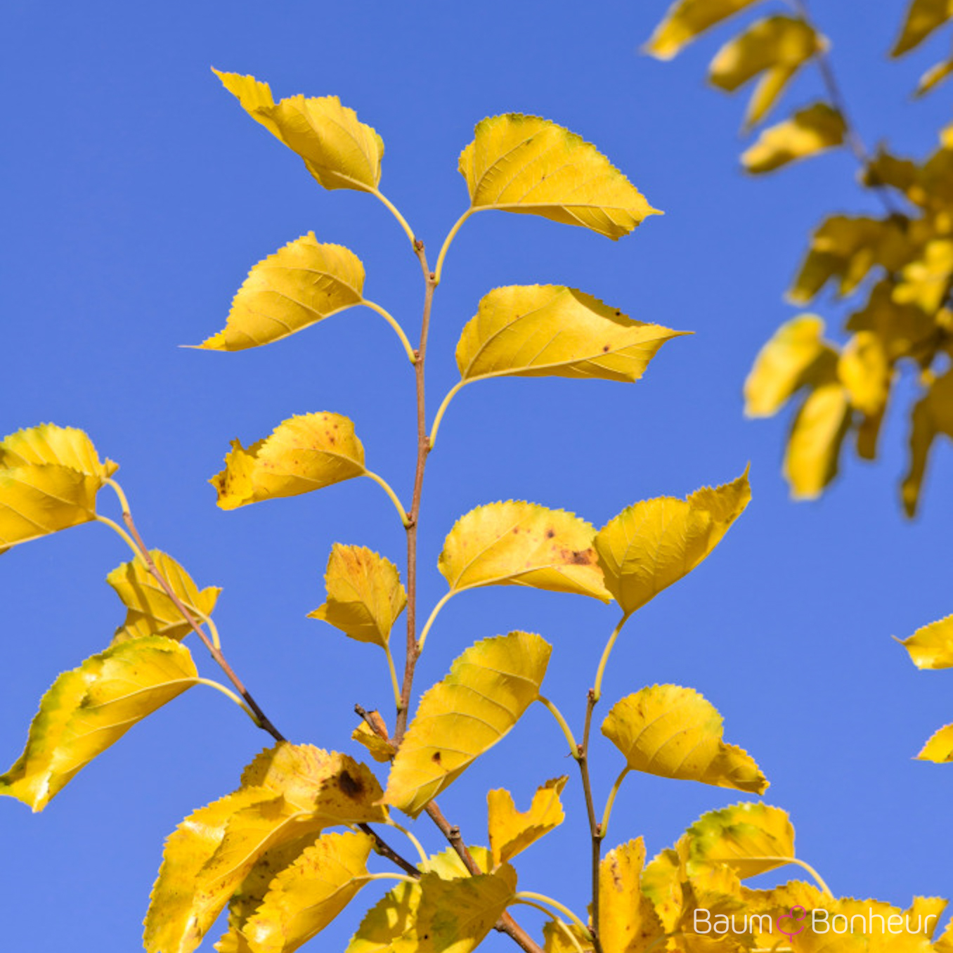 Morus alba