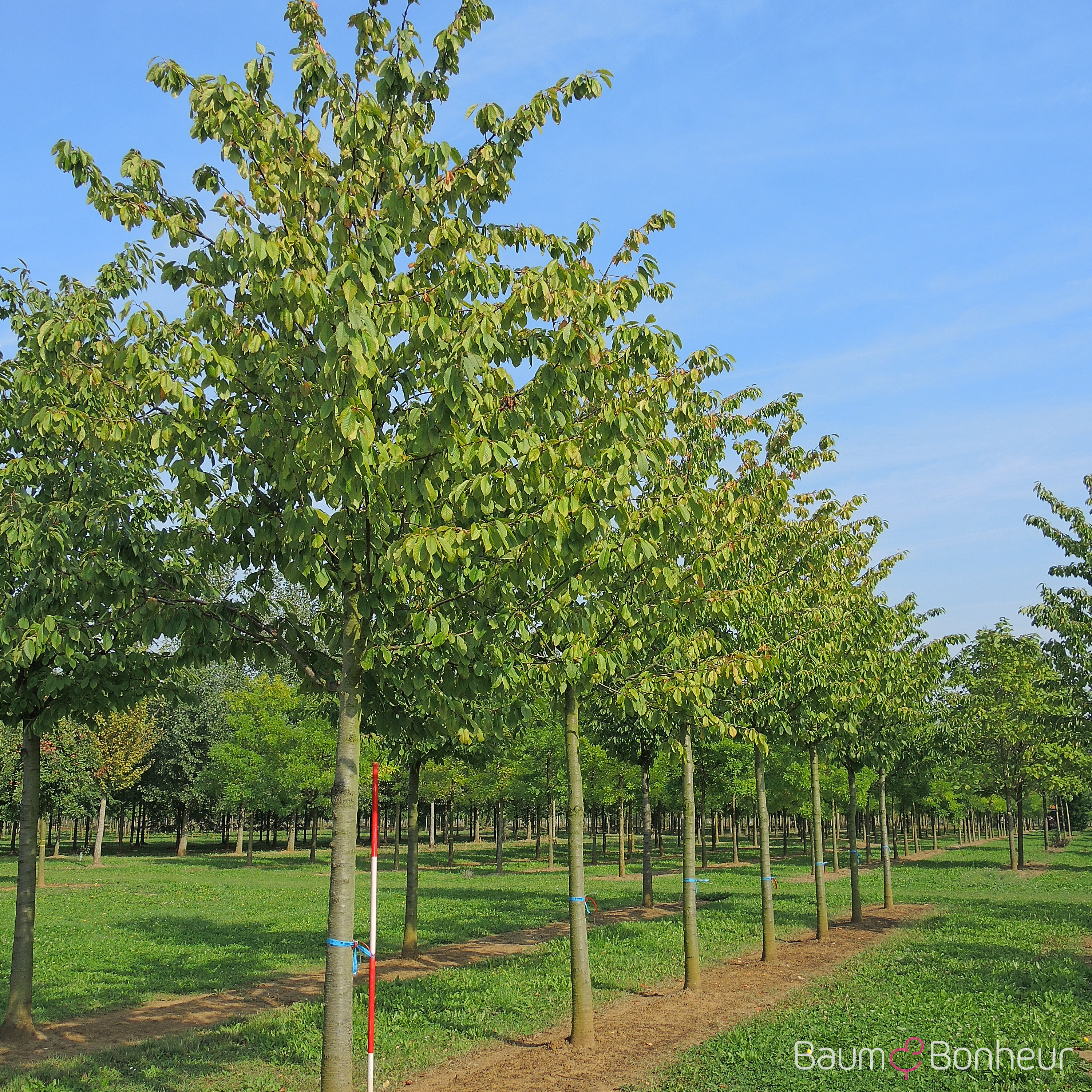 Prunus av. 'Büttners Rote Knorpelkirsche'