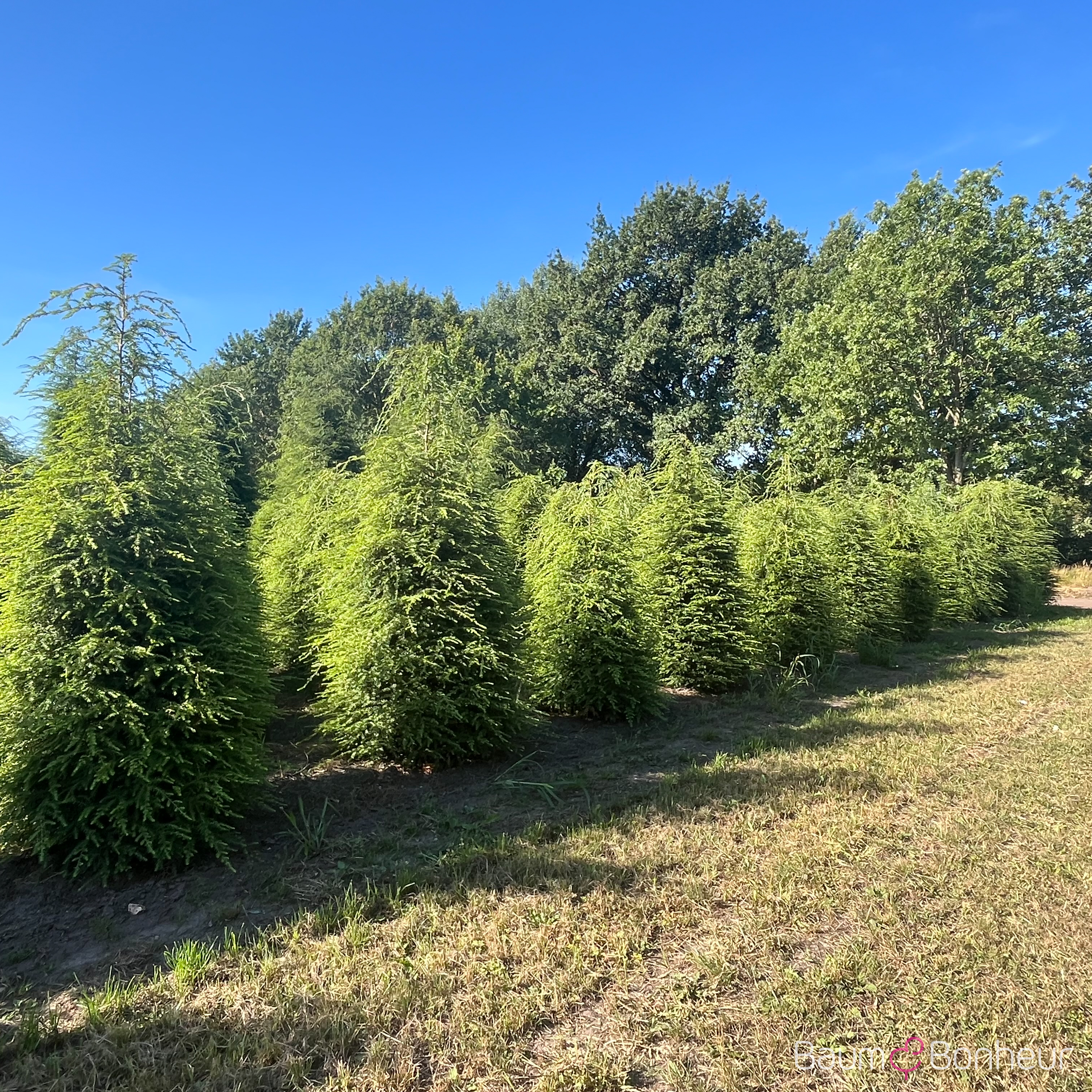 Tsuga canadensis