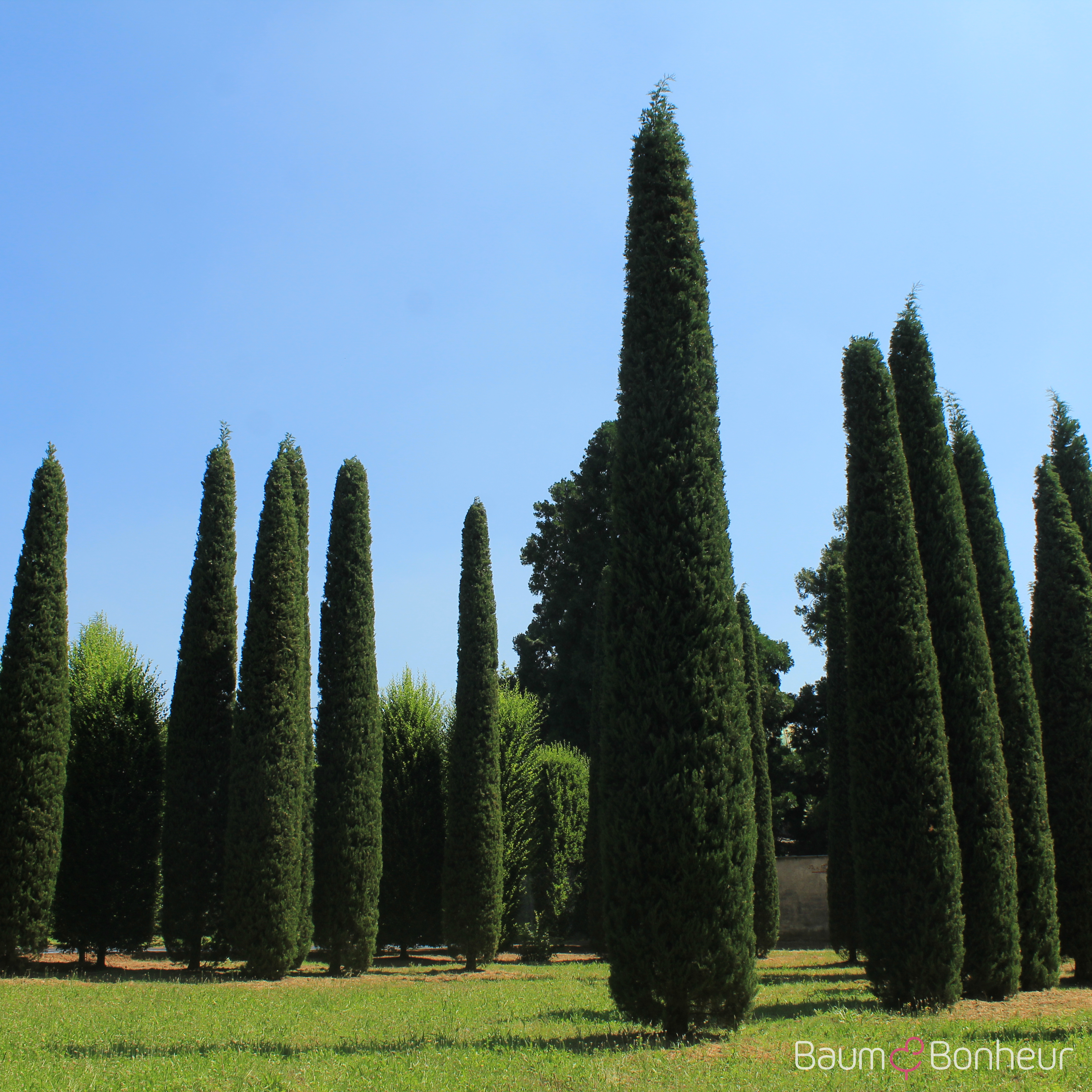 Cupressus sempervirens 'Stricta'