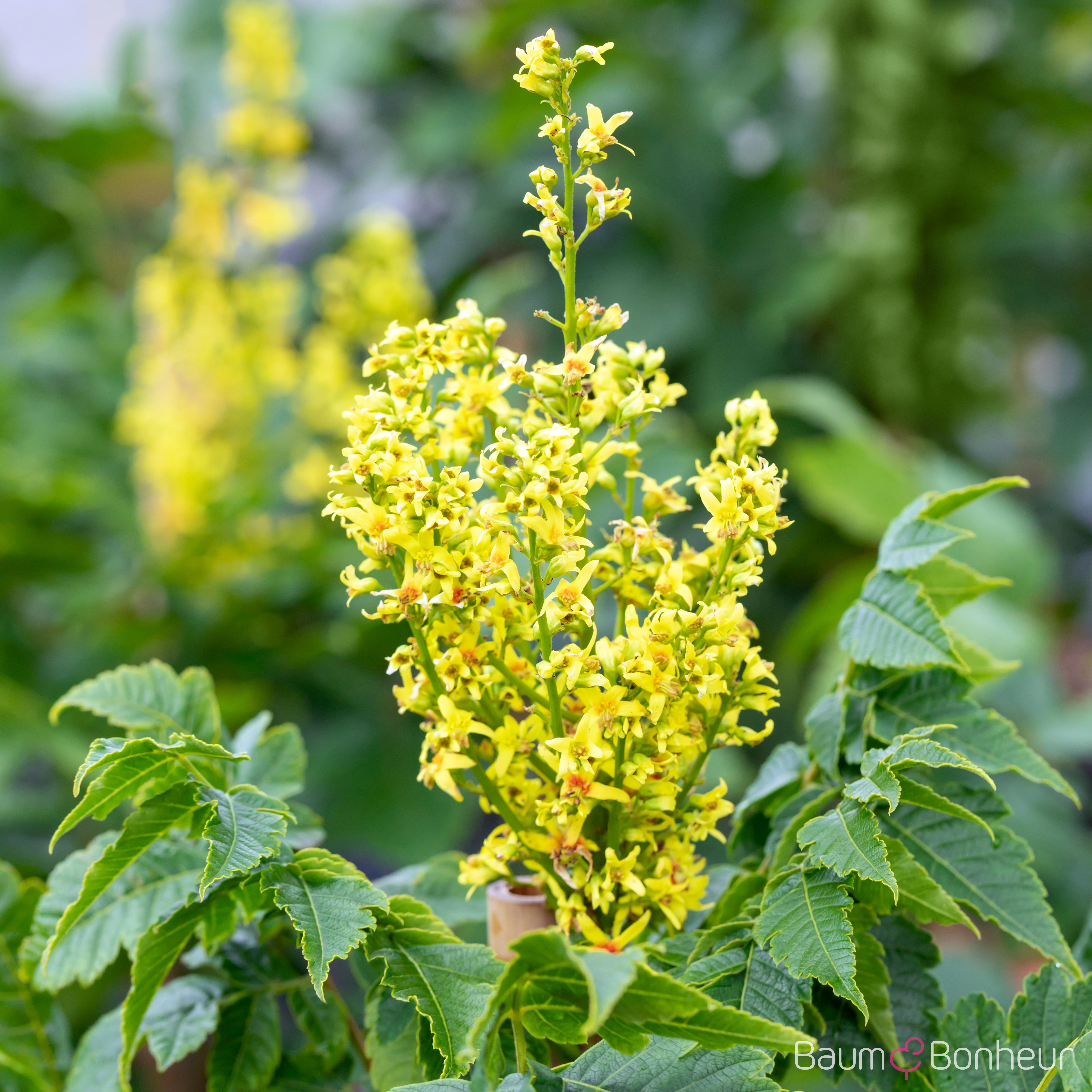 Koelreuteria paniculata 'Fastigiata'