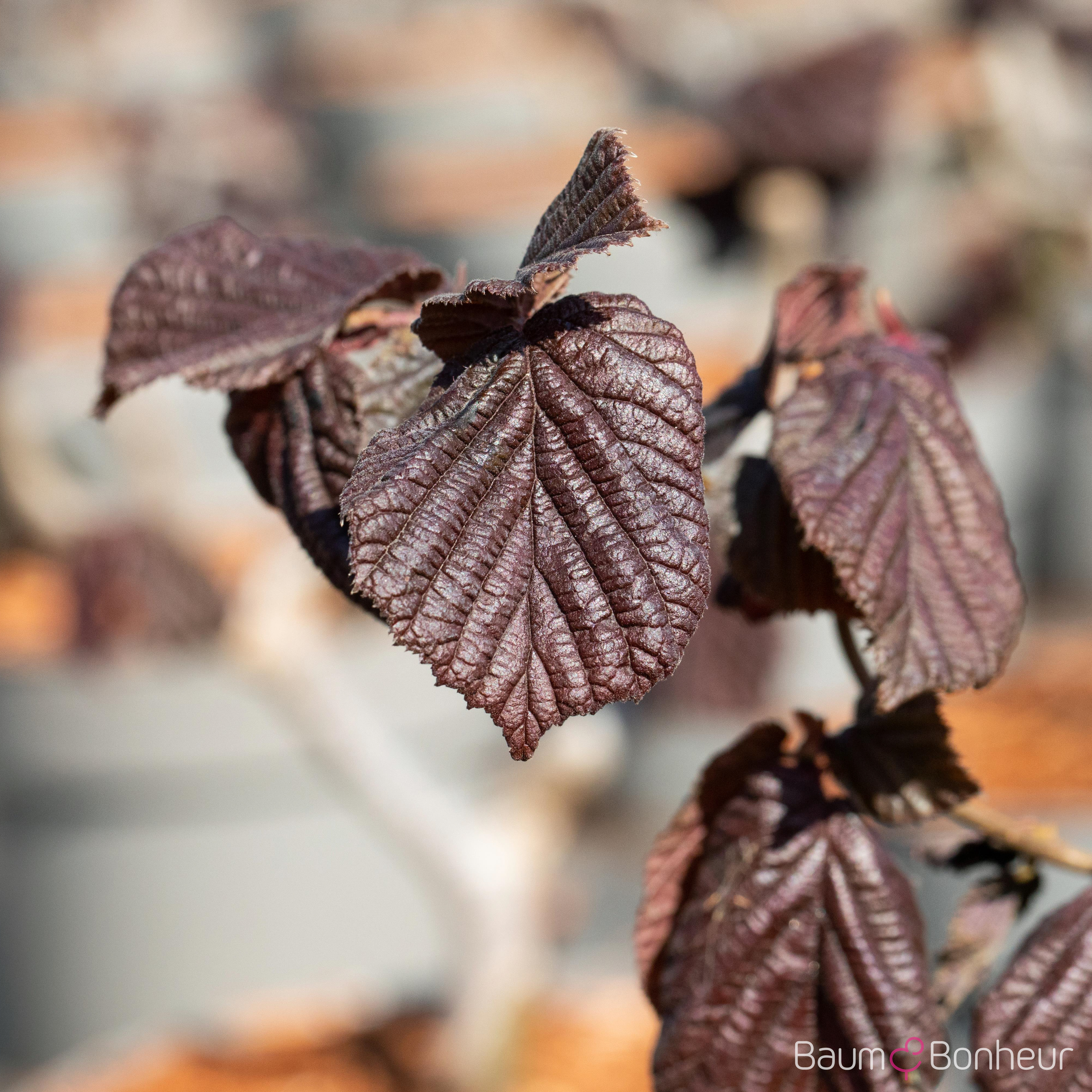 Corylus maxima 'Red Majestic' -S-