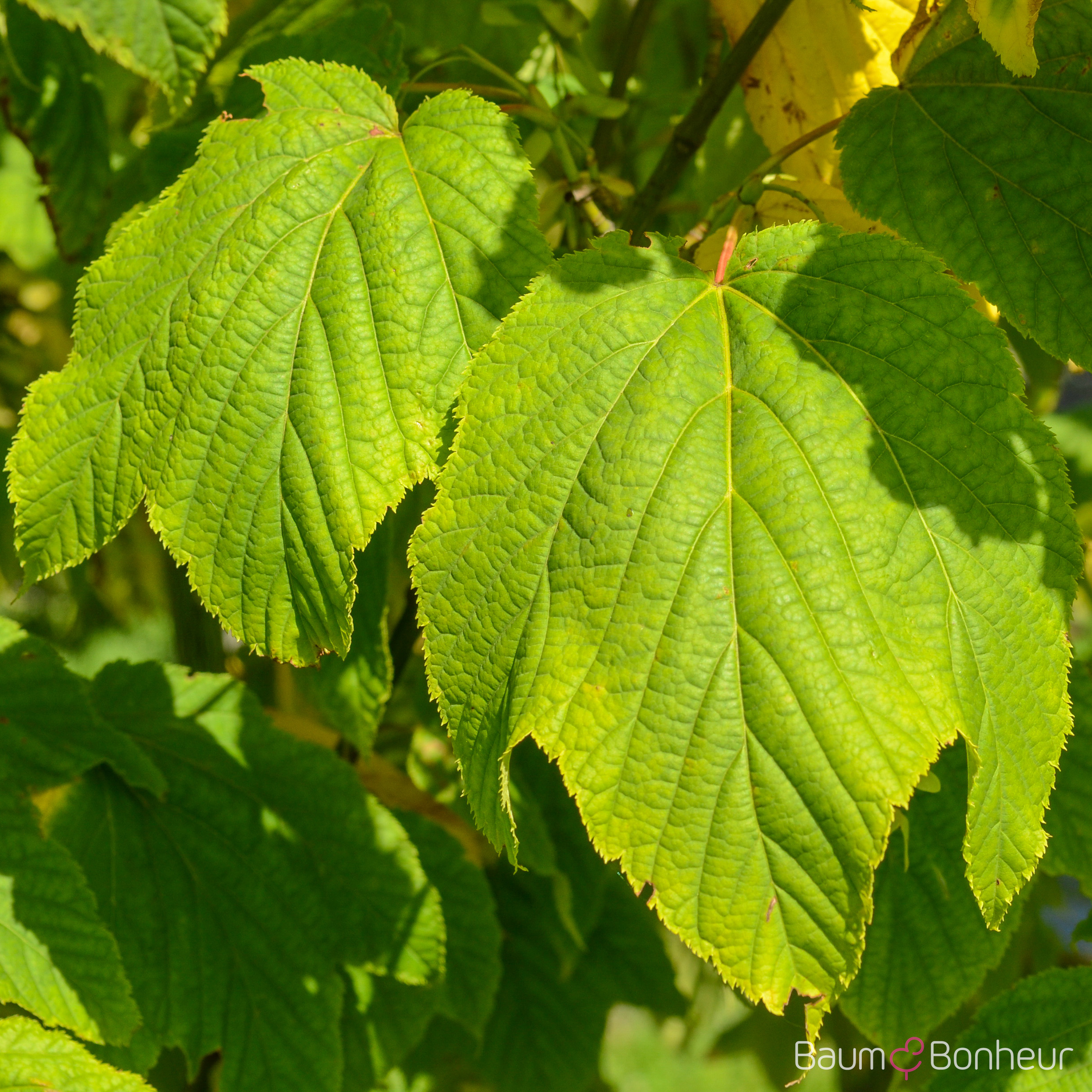 Acer pensylvanicum