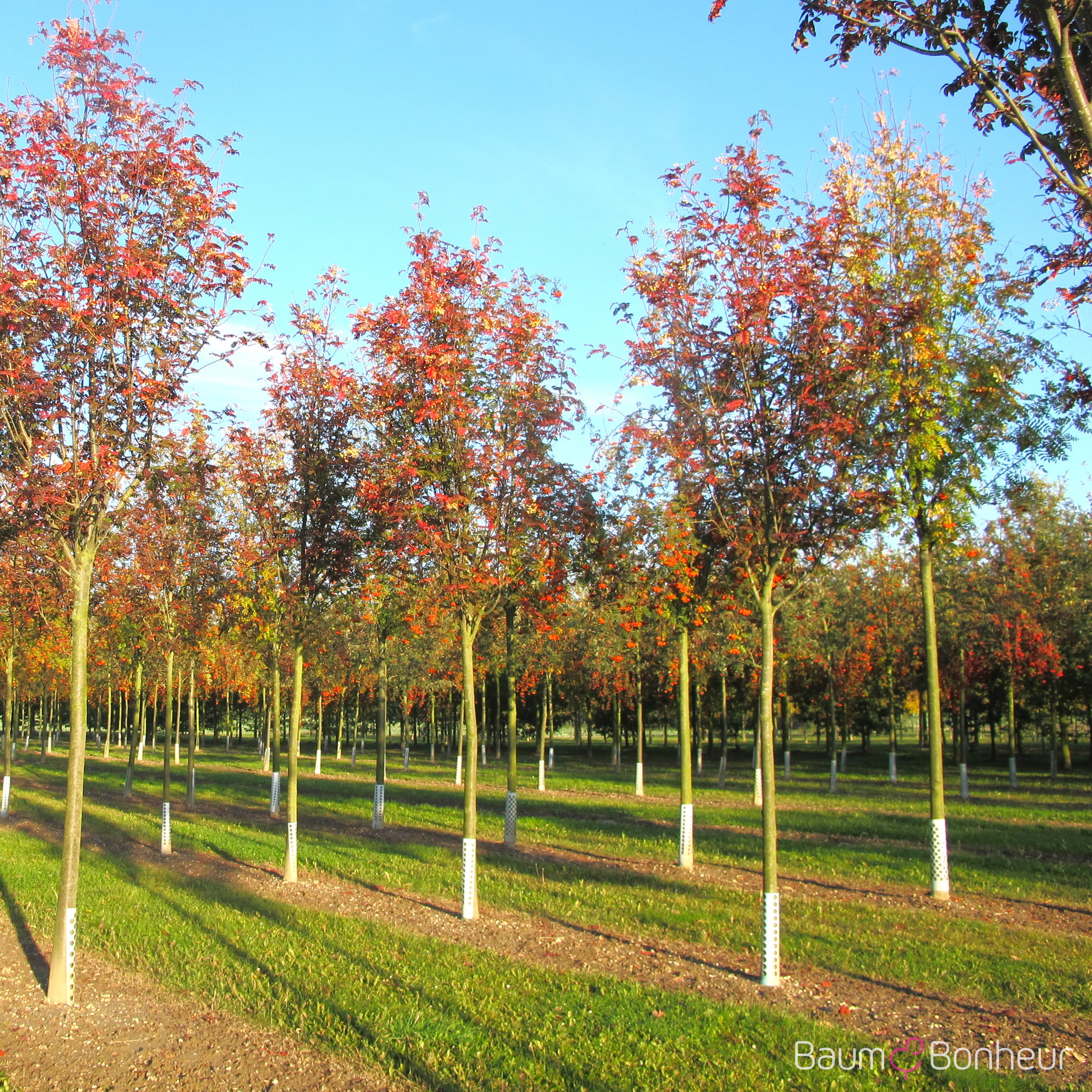 Sorbus 'Joseph Rock'