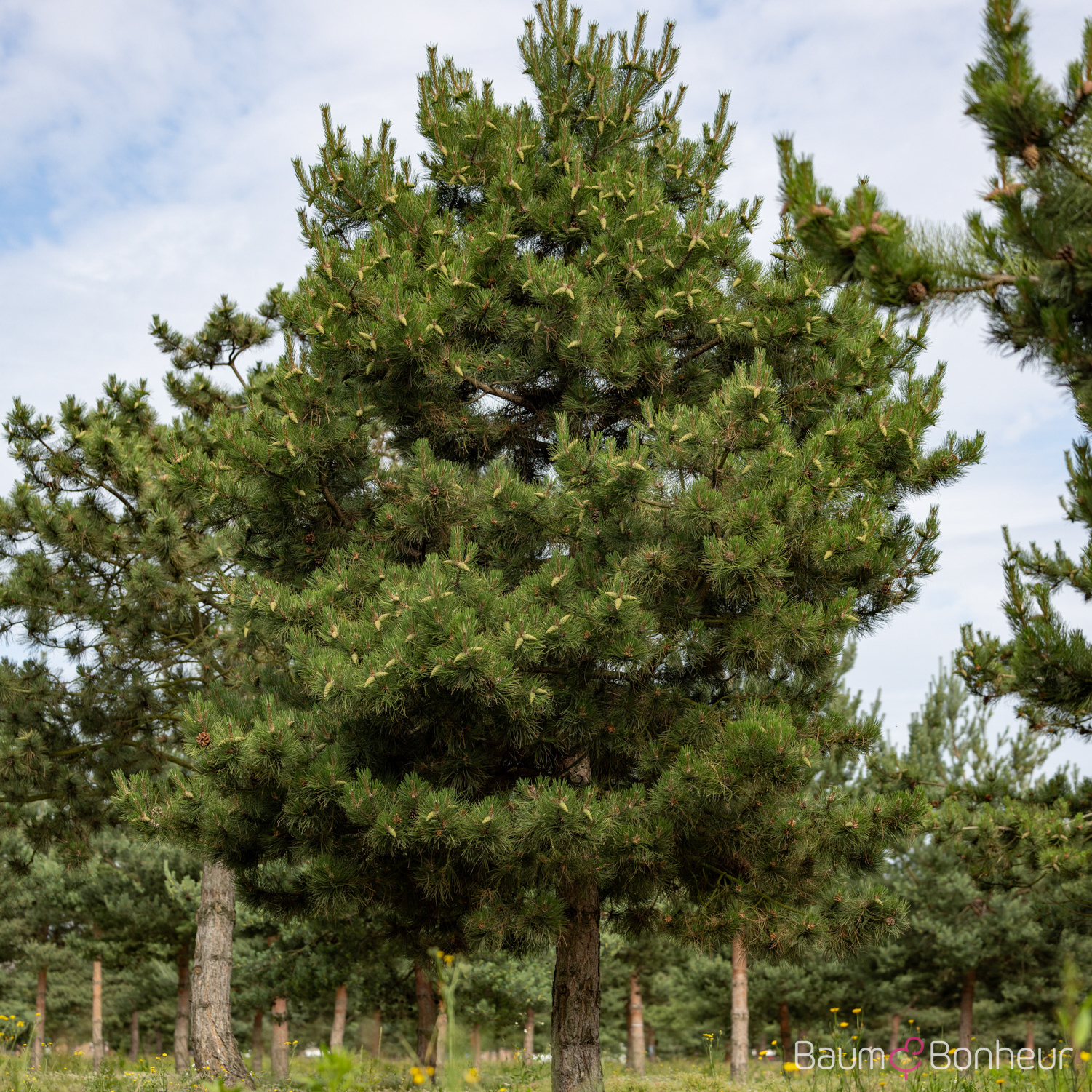 Pinus nigra subsp. nigra