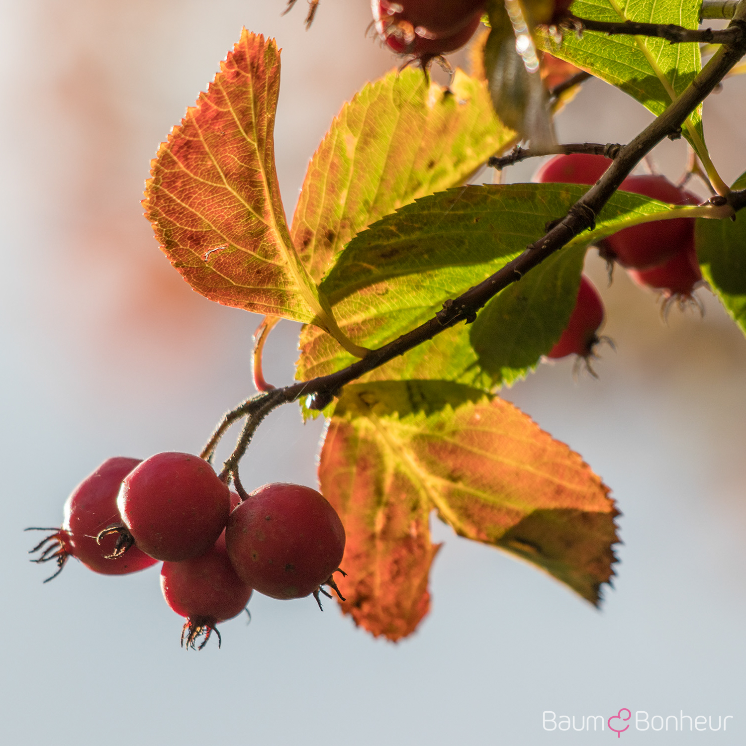 Crataegus crus-galli