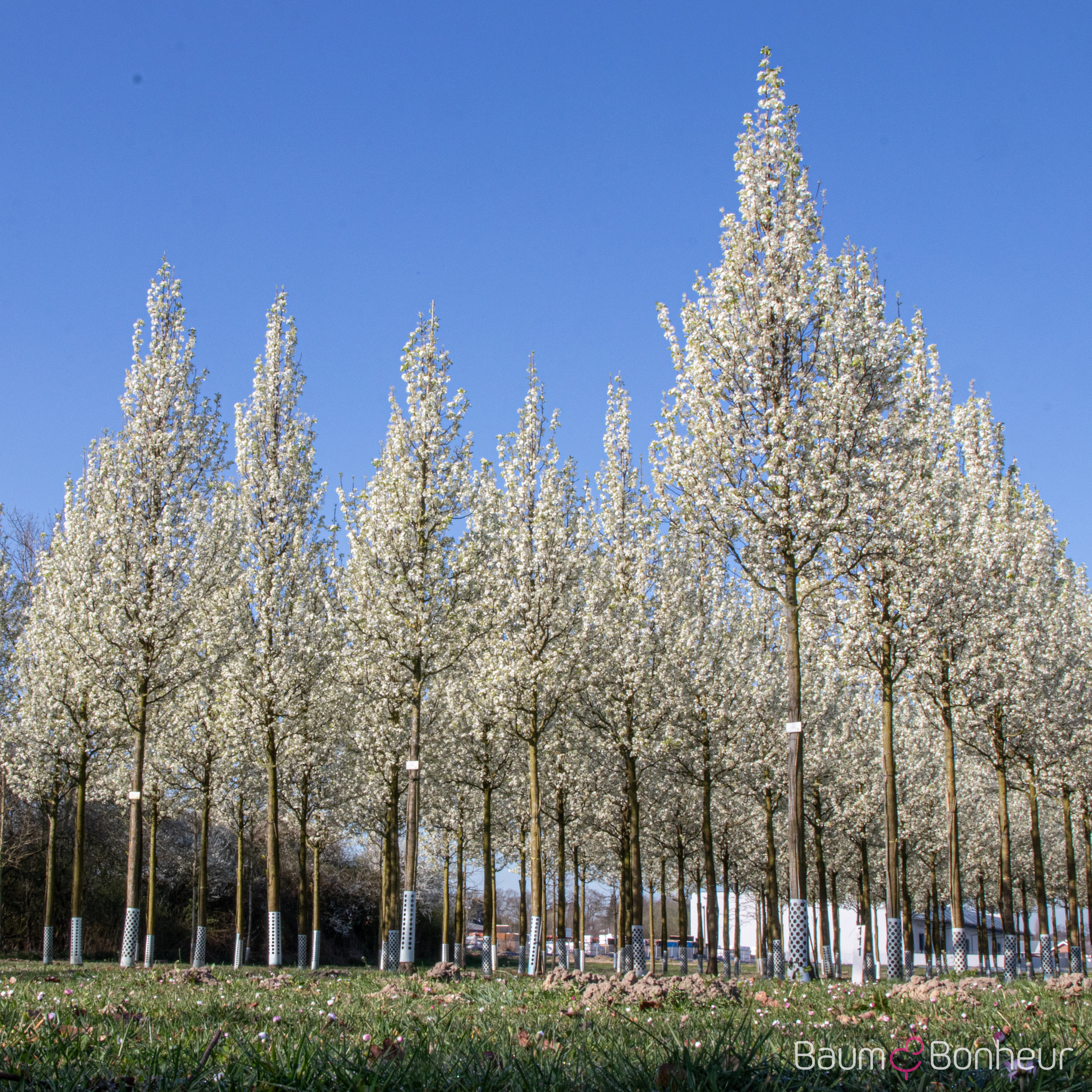 Pyrus calleryana 'Chanticleer'