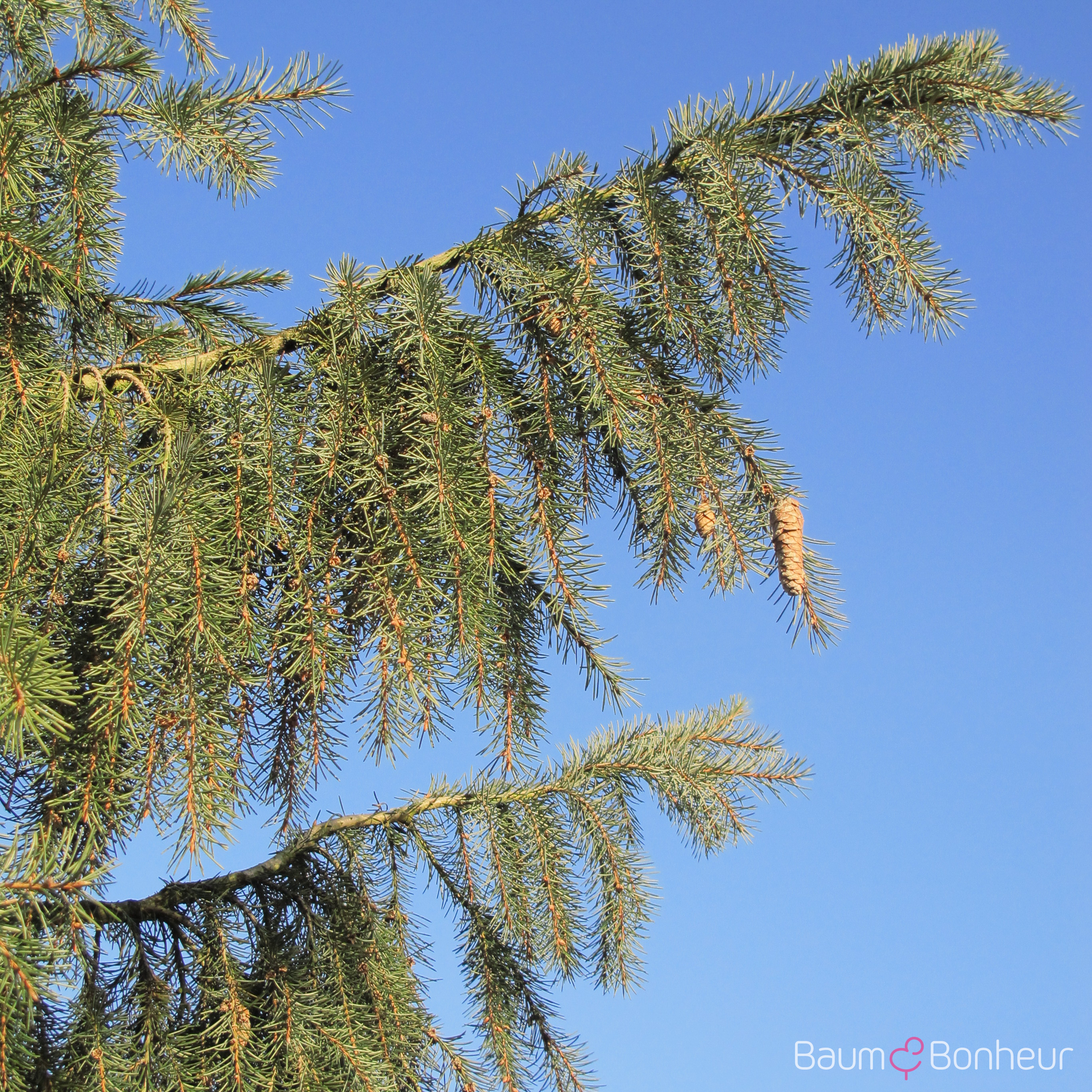 Picea breweriana