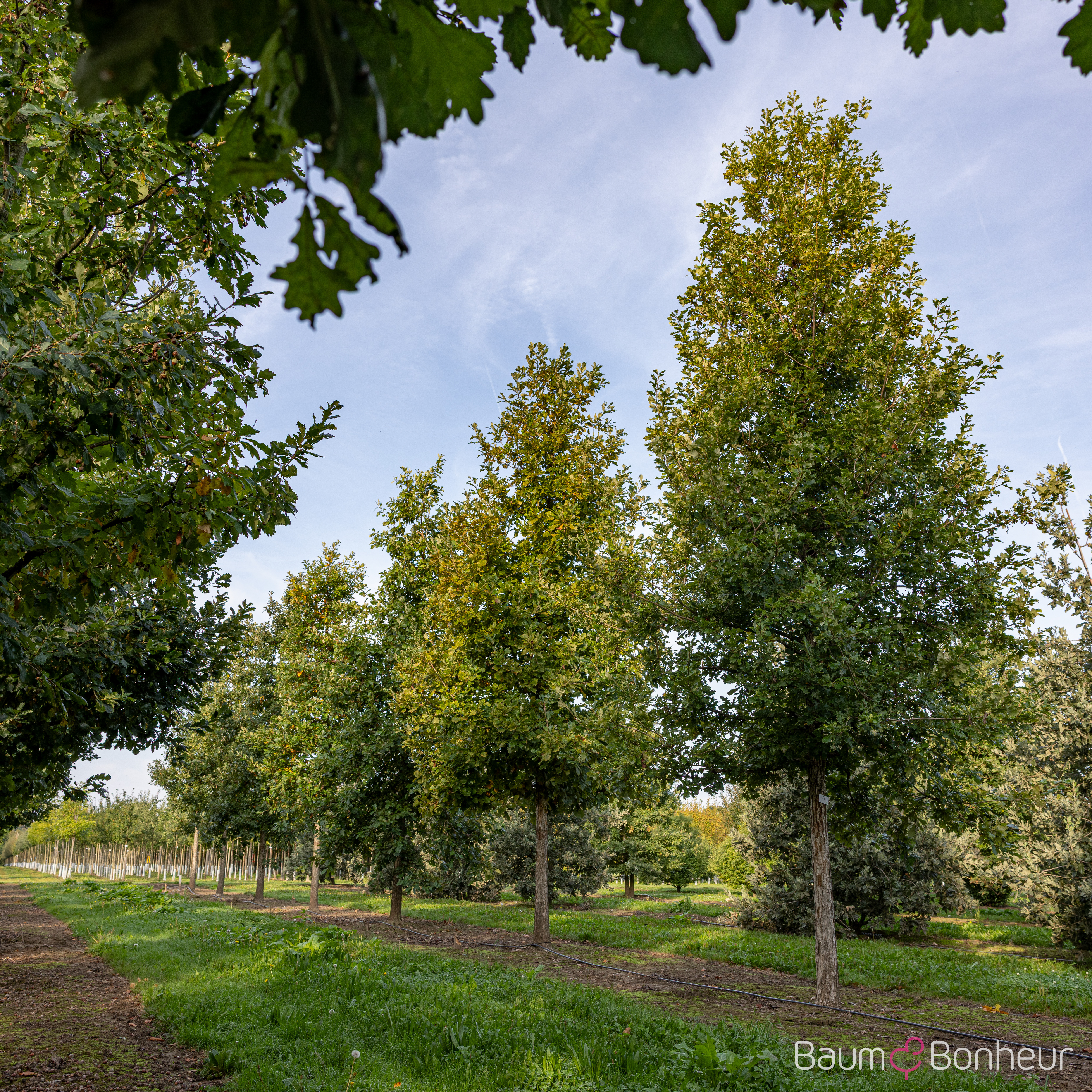 Quercus macrocarpa
