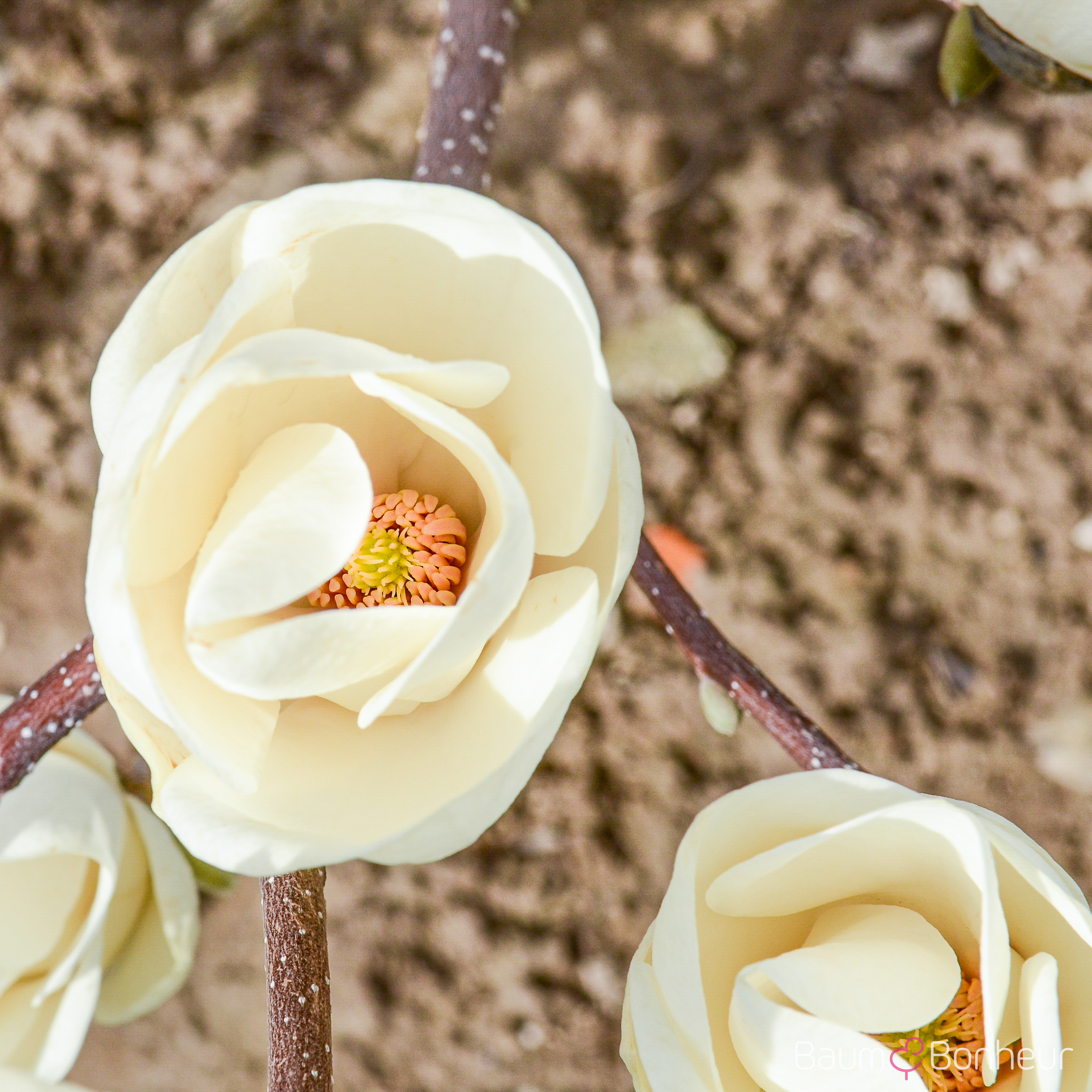 Magnolia soulangeana 'Lennei Alba'