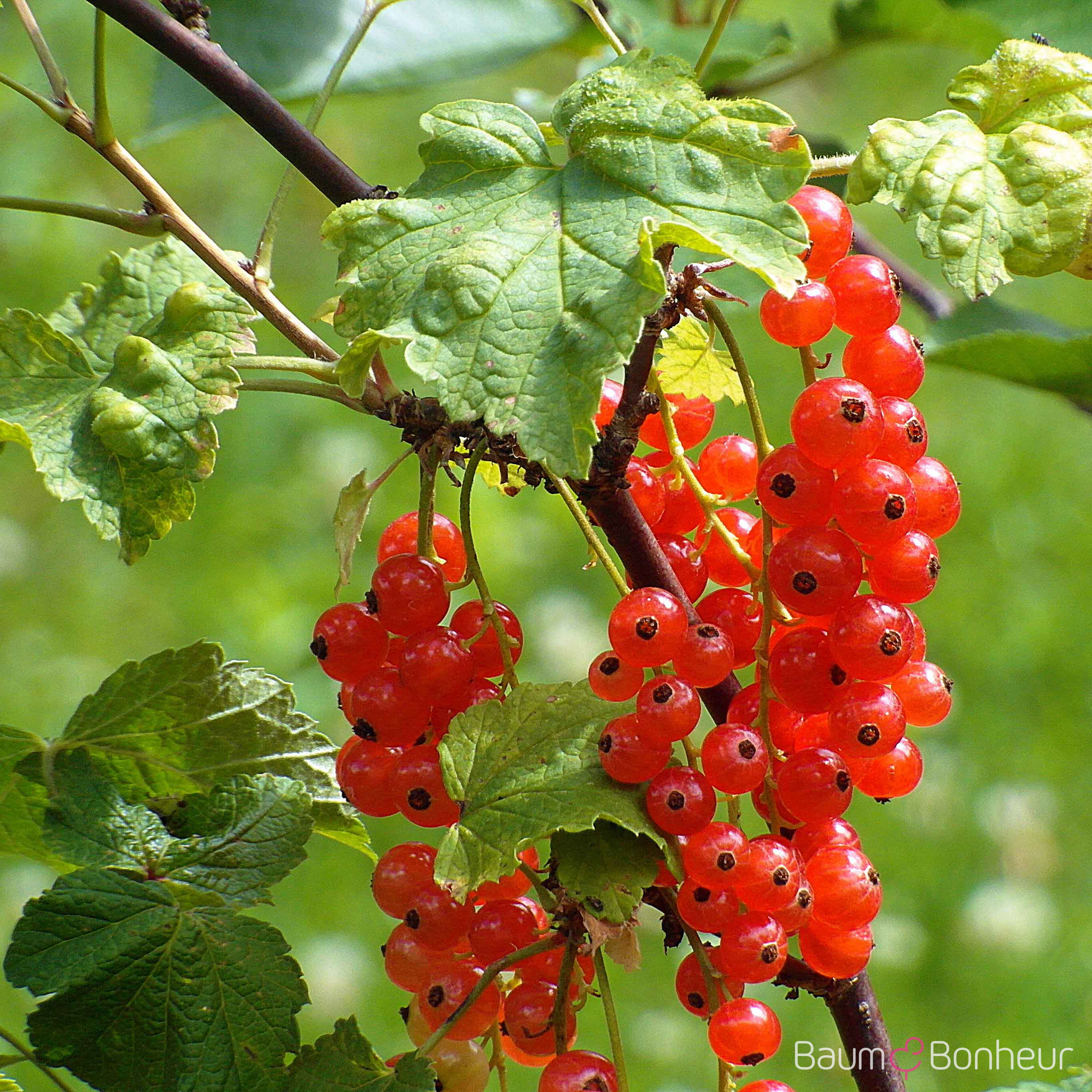 Ribes rubrum 'Rovada'