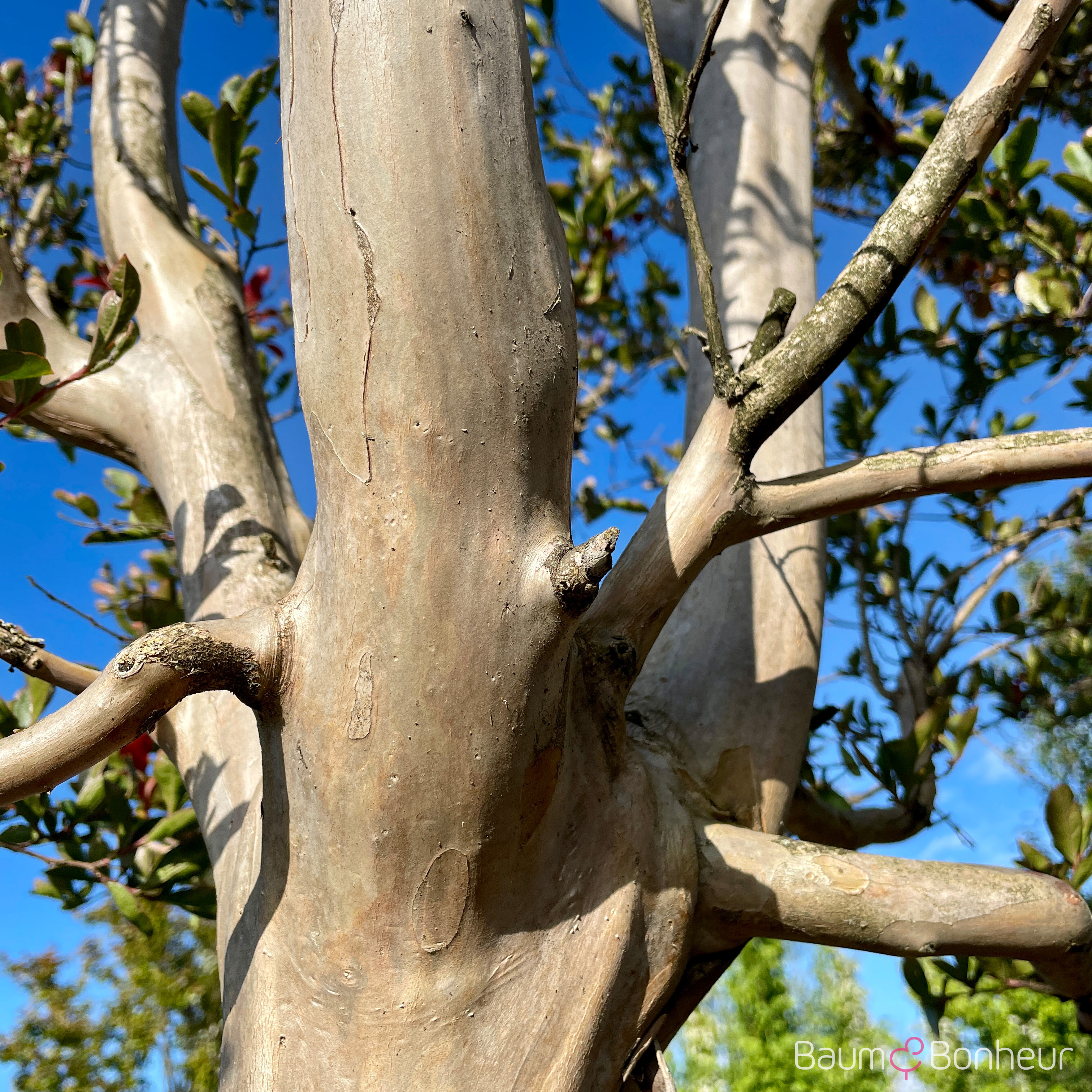 Lagerstroemia indica