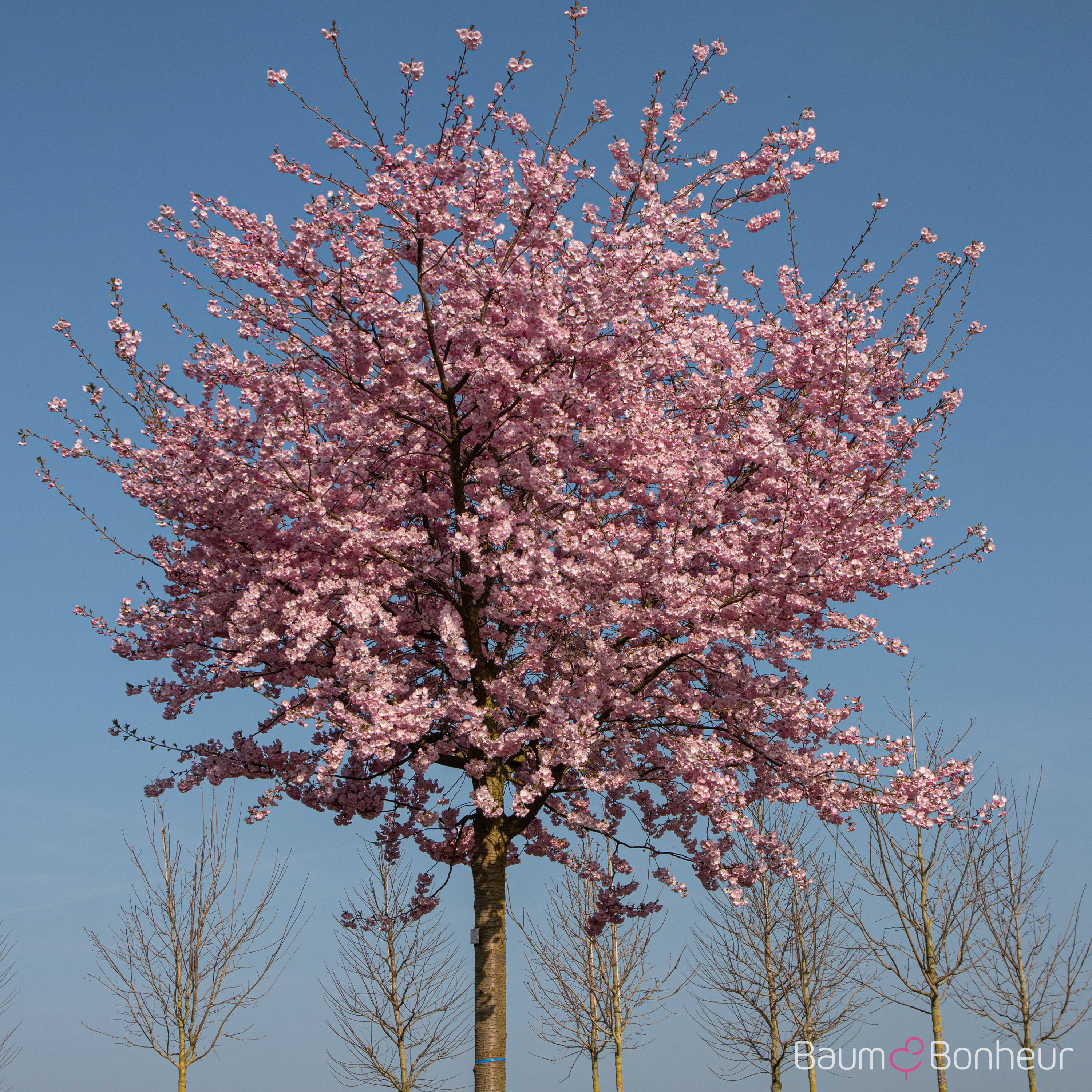 Prunus subhirtella 'Accolade'