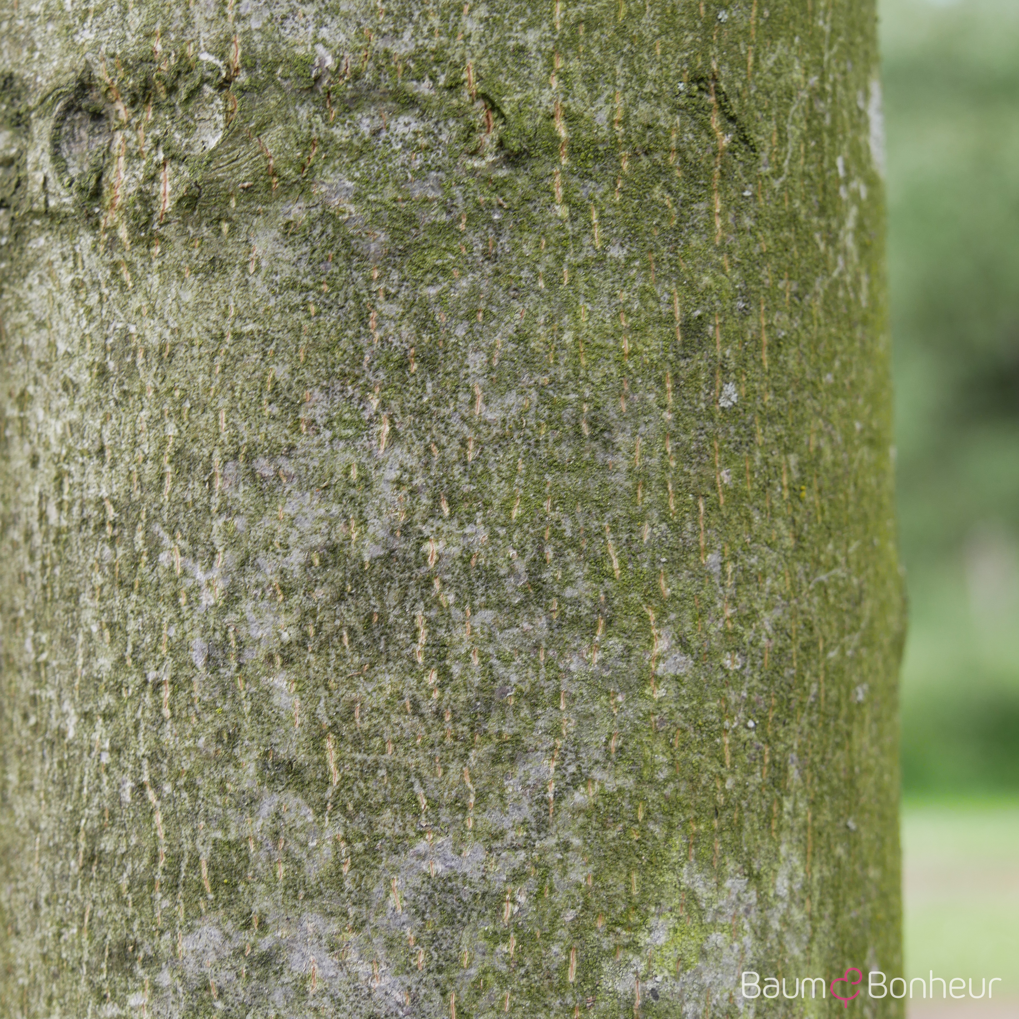 Tilia flavescens 'Glenleven'