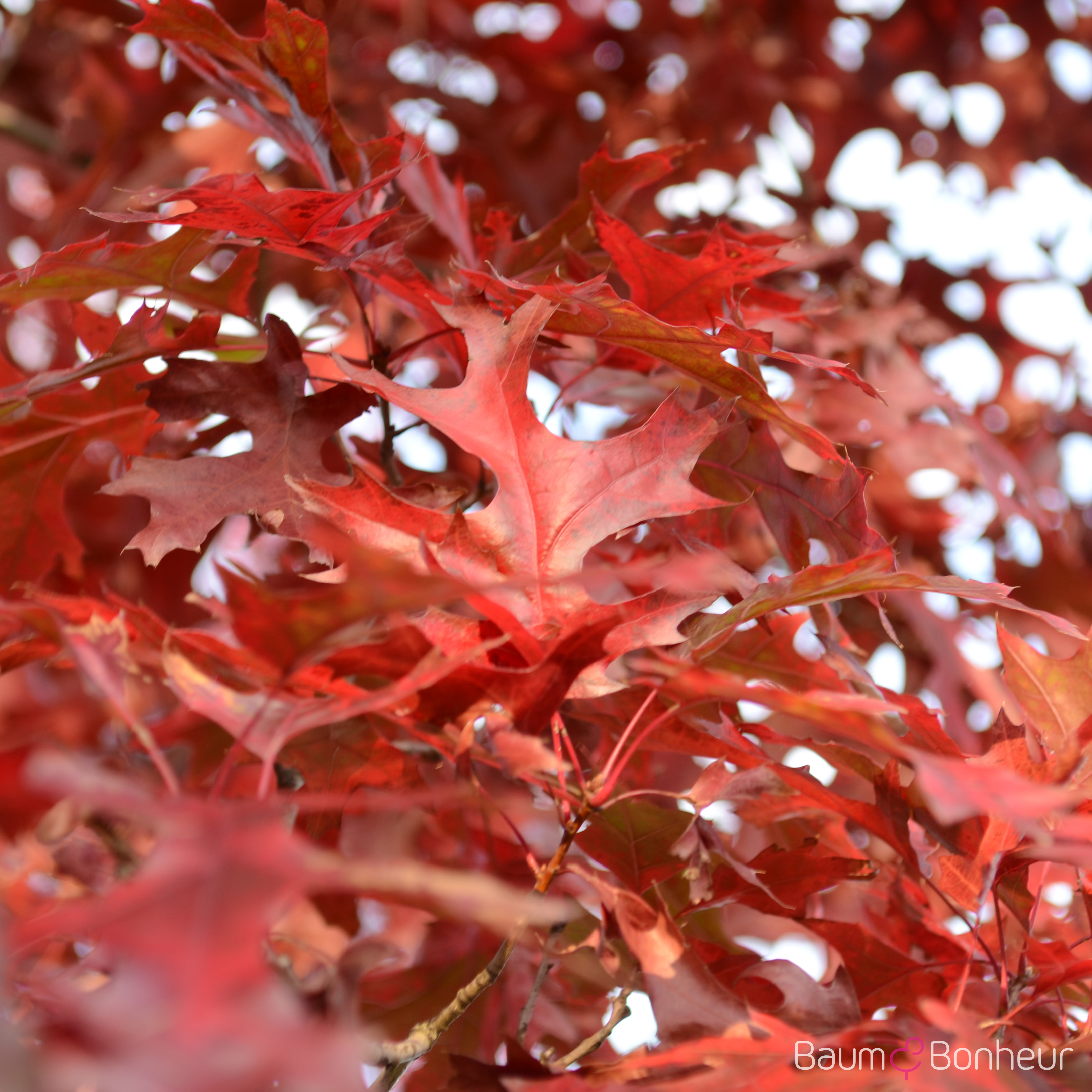 Quercus coccinea 'Splendens'