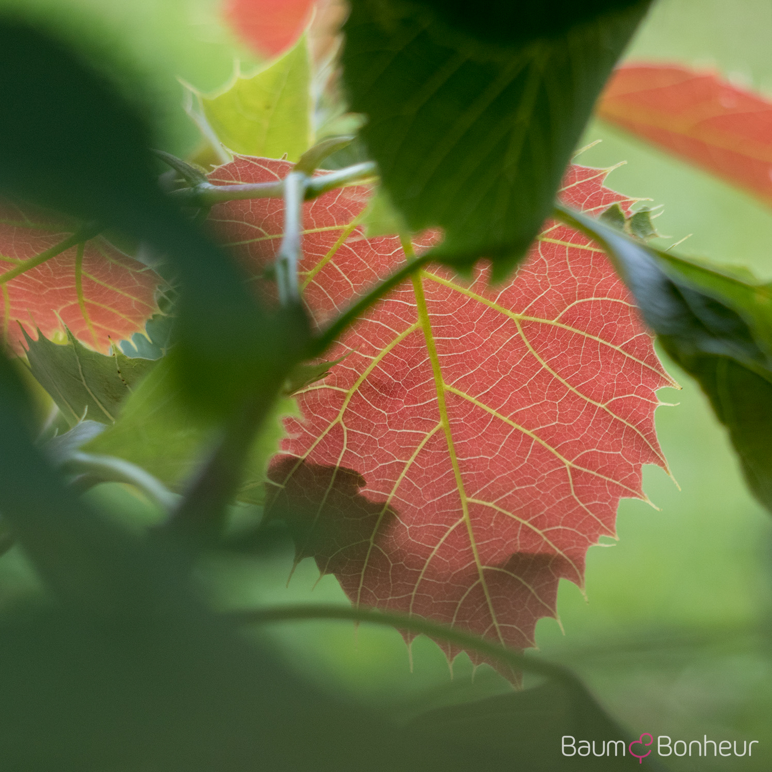 Tilia henryana