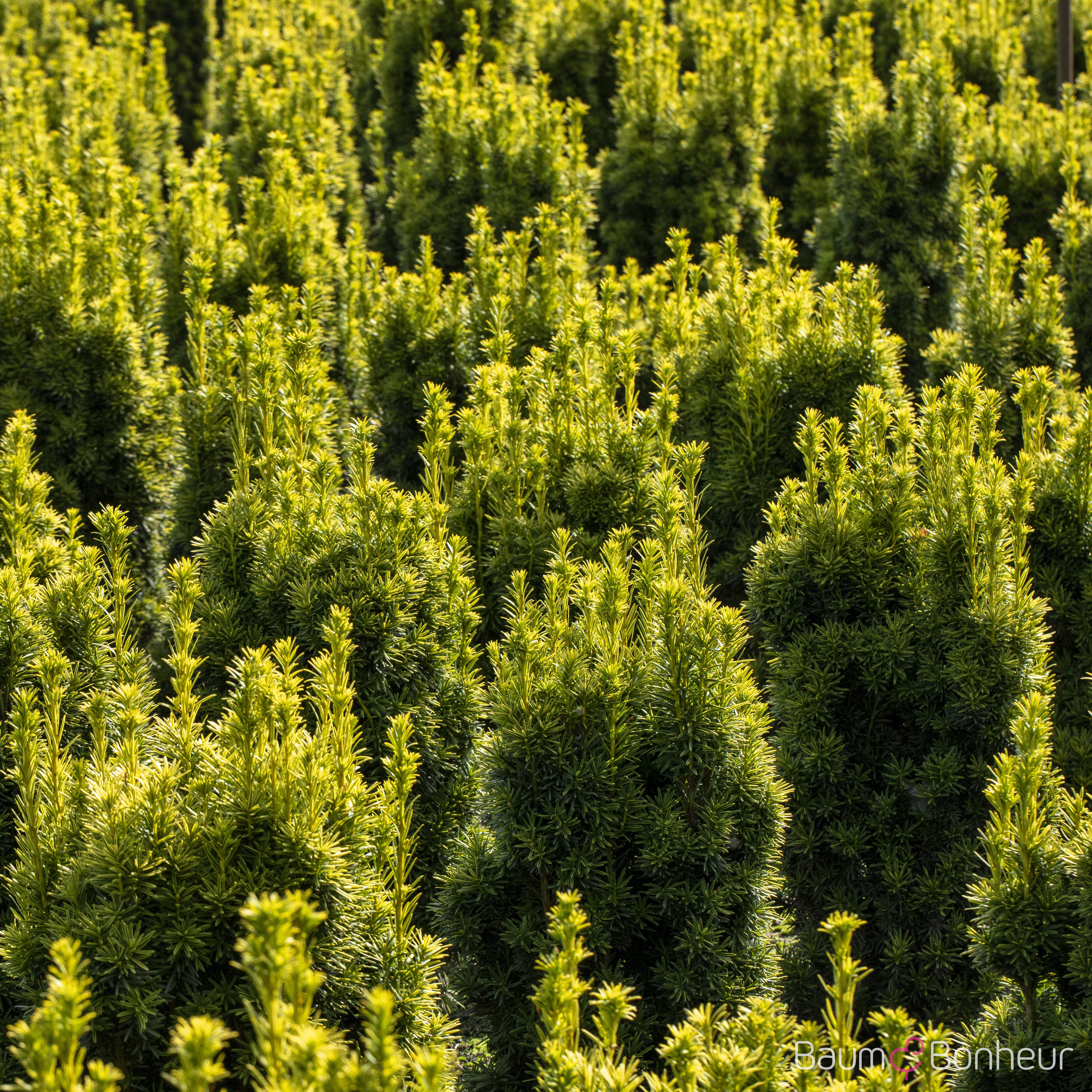 Taxus baccata 'Fastigiata Robusta'