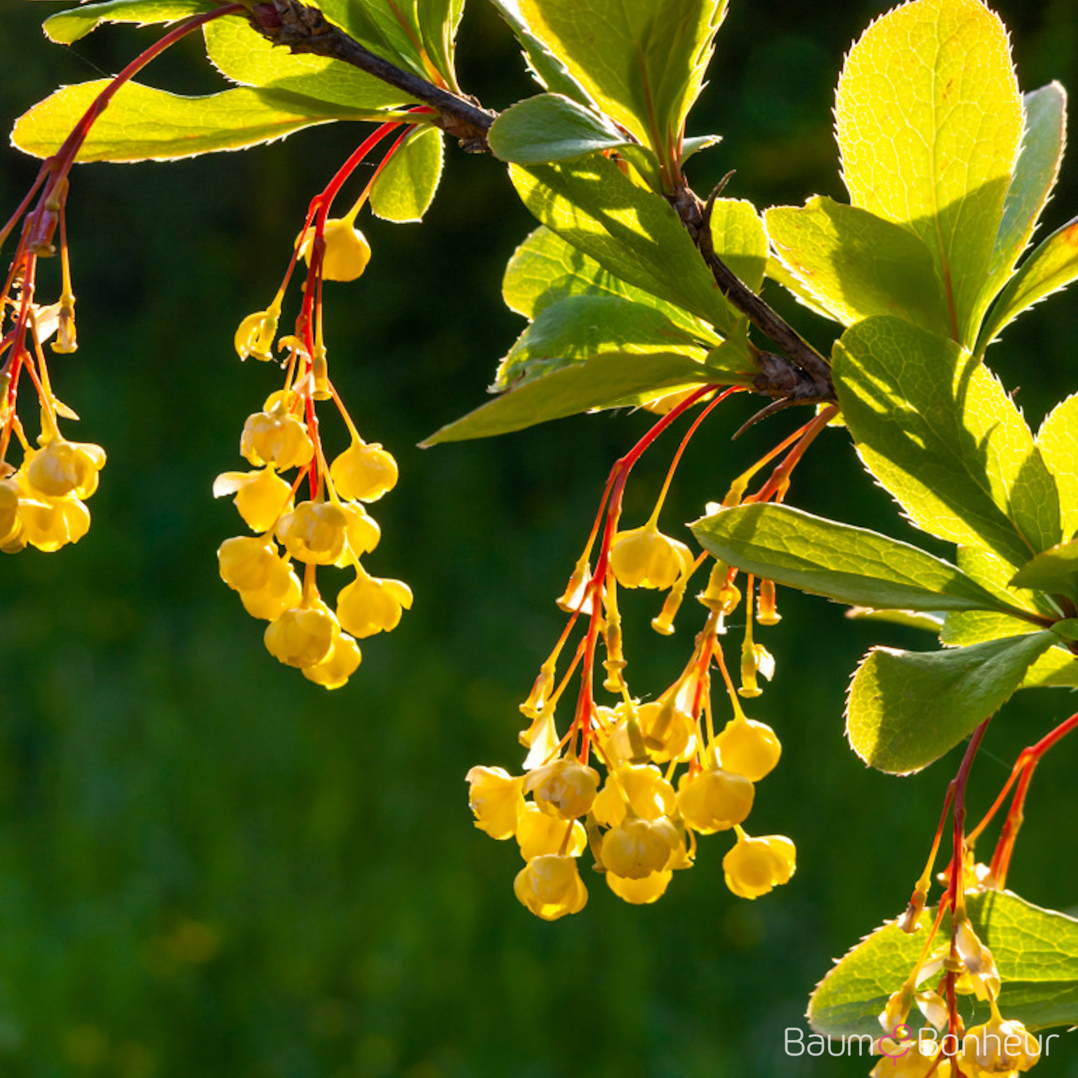Berberis vulgaris