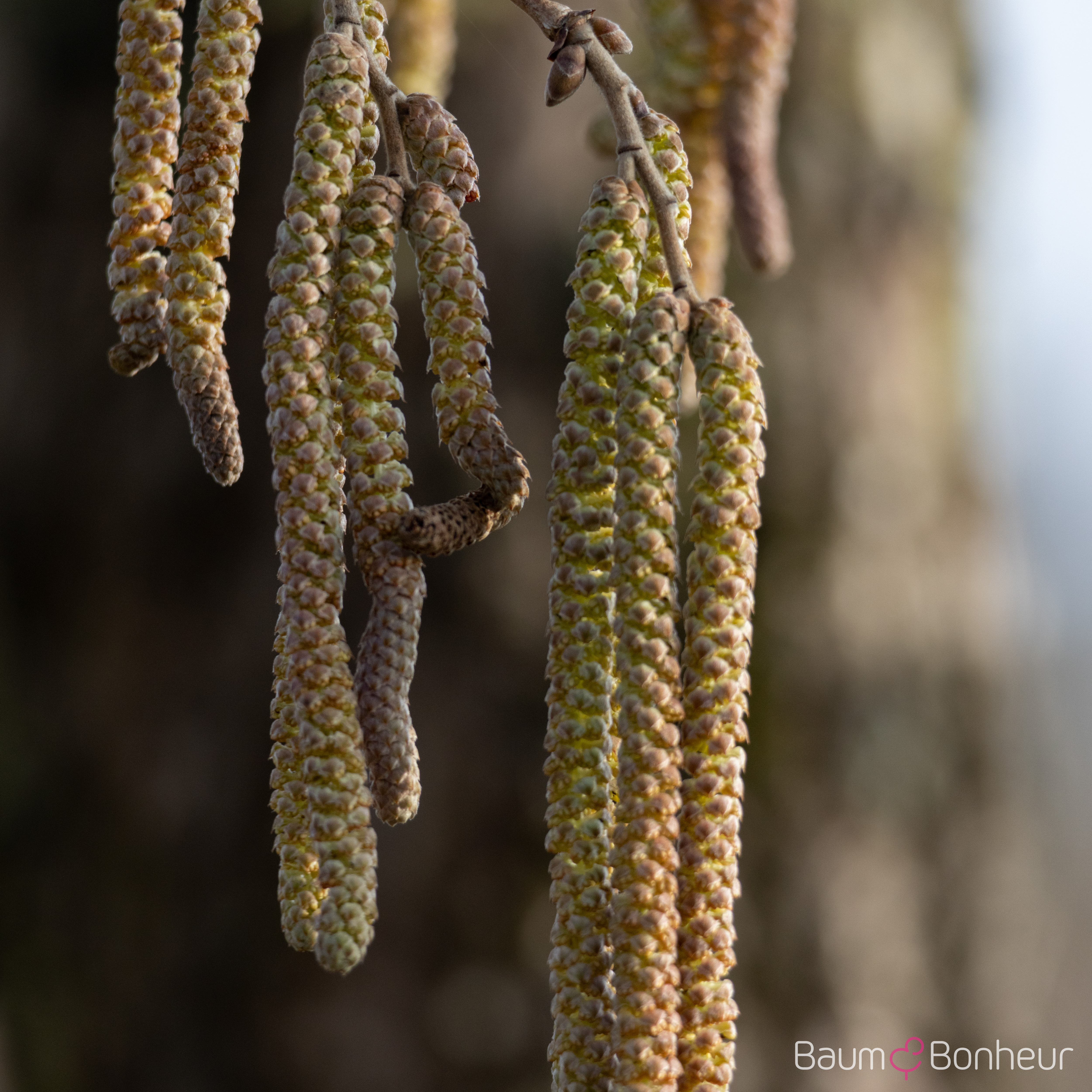 Corylus colurna