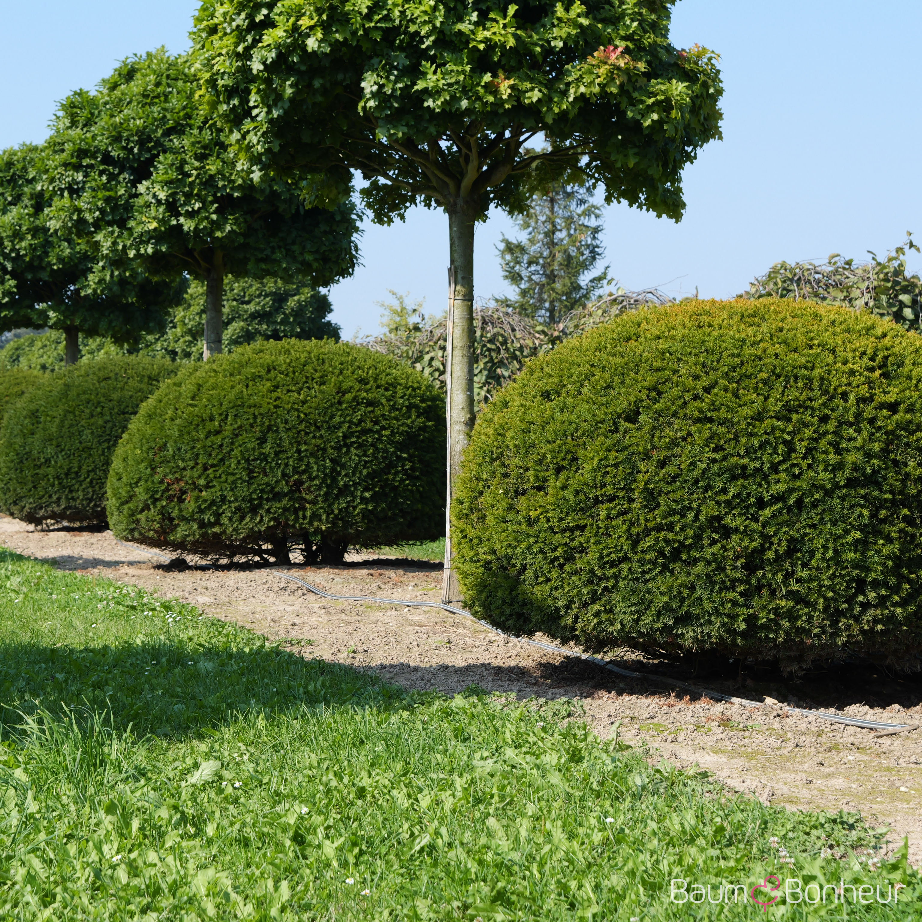 Taxus baccata