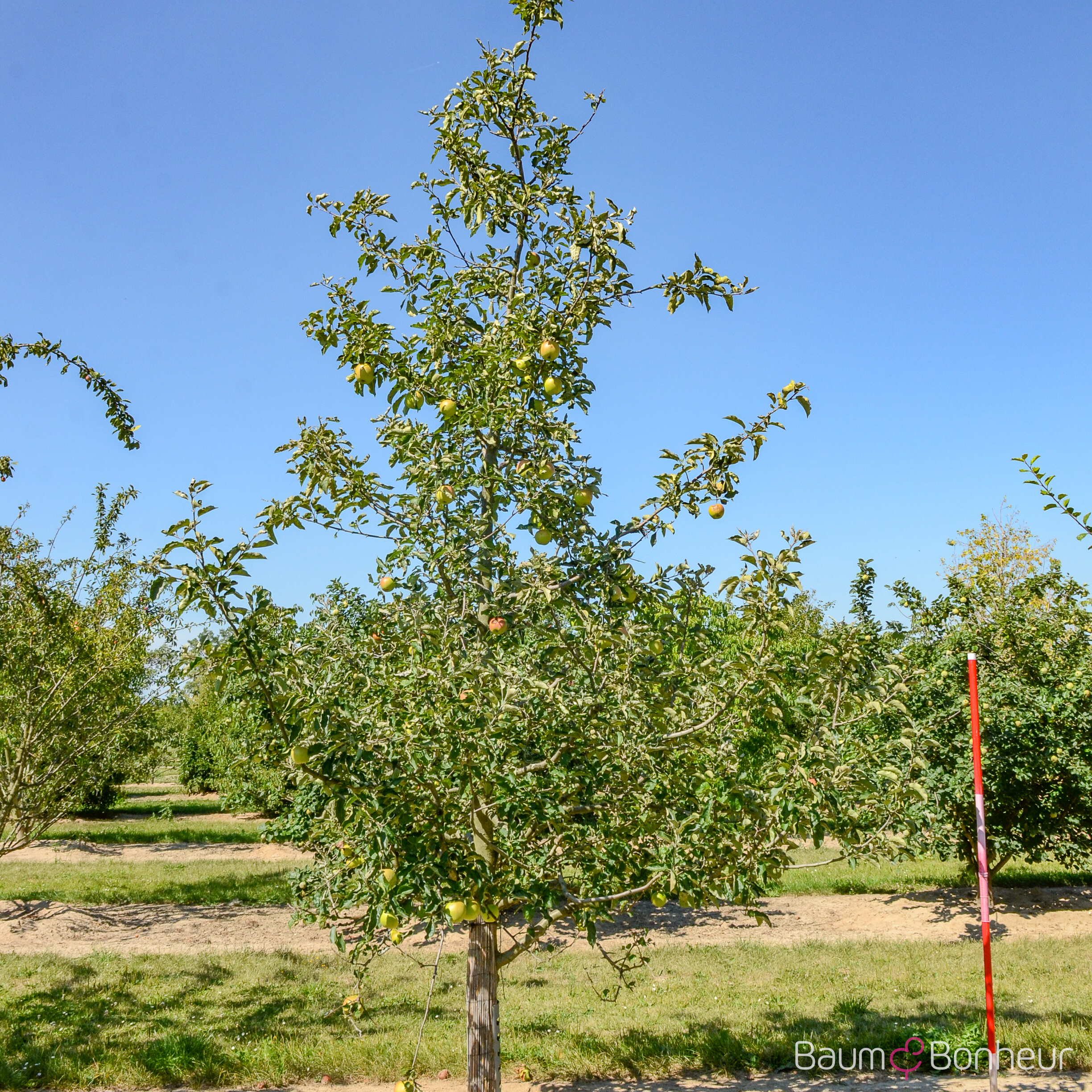 Malus 'Rote Sternrenette'